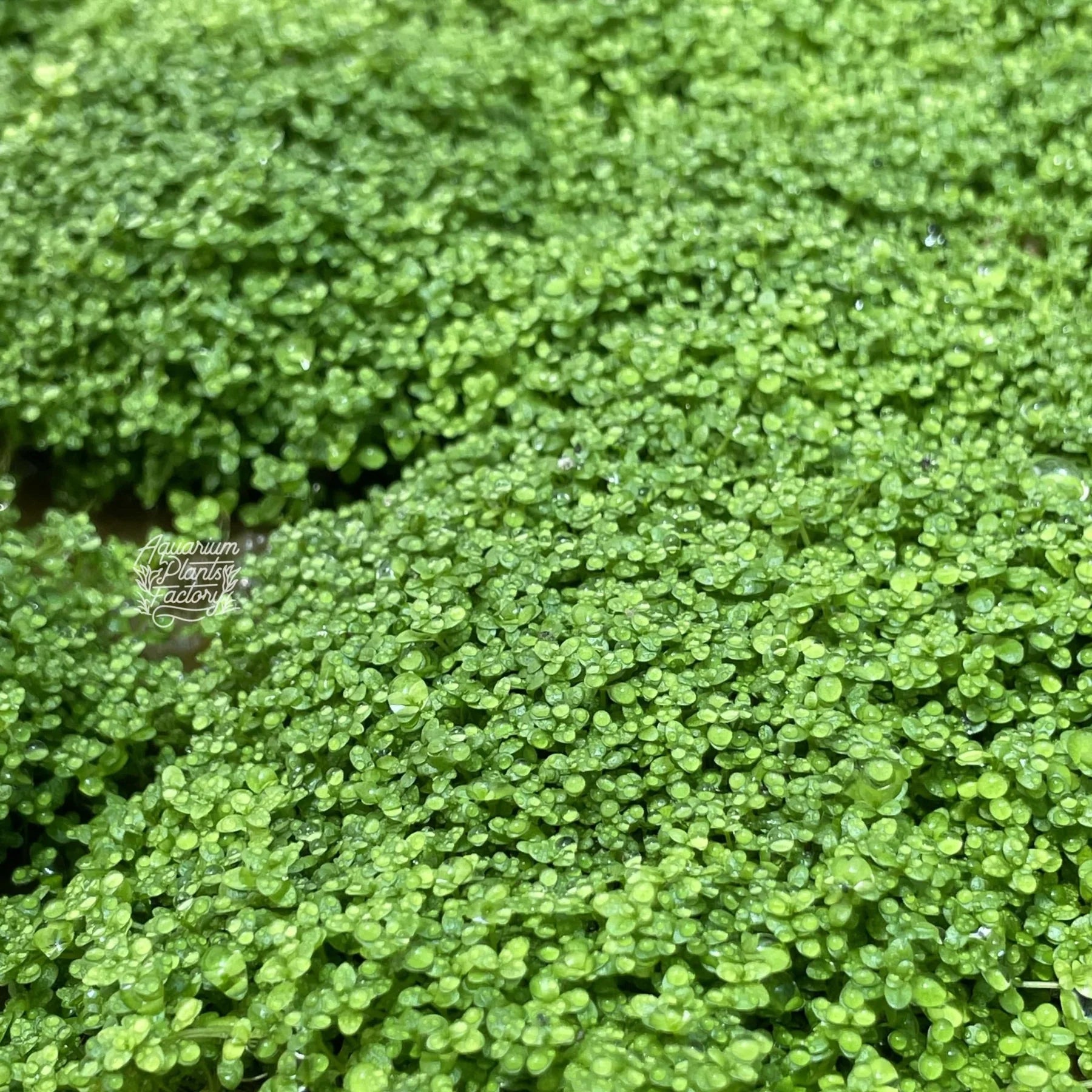 How to Dry Start Method (DSM) Hemianthus callitrichoides Dwarf Baby Tears