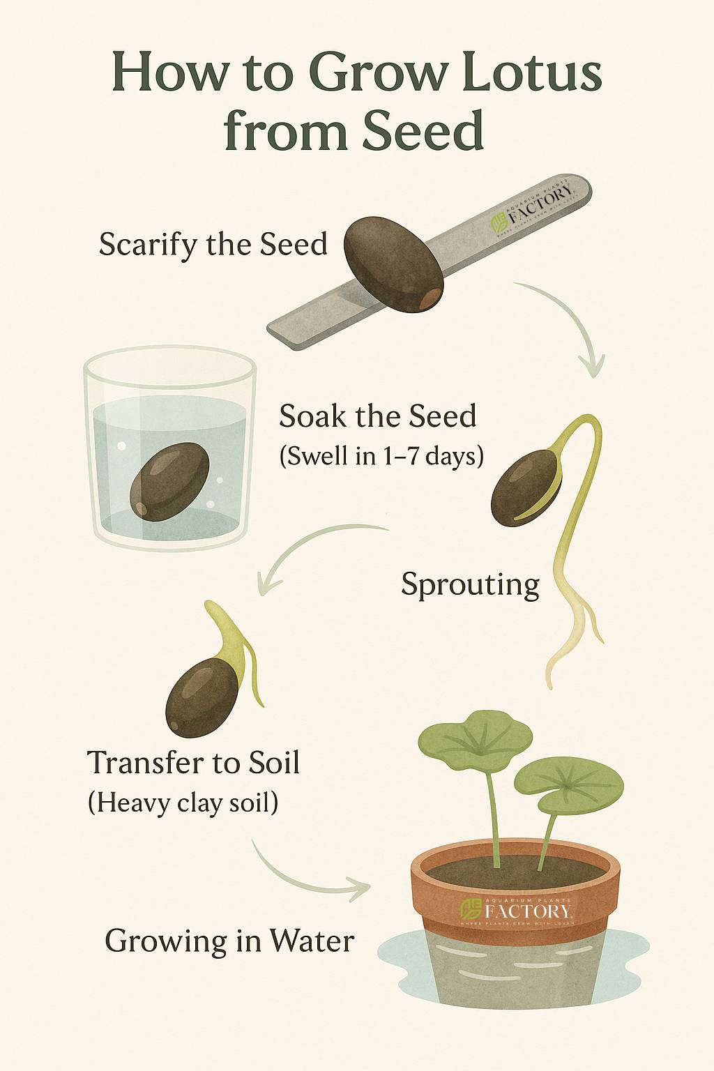 How to Grow Lotus Flowers from Seeds (Nelumbo nucifera) – A Complete Guide