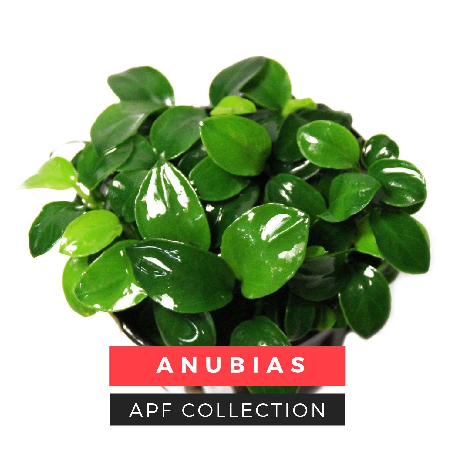 Anubias Frazeri (Medium (3-5 Inches)) Live Aquarium Plants BUY2 GET1 FREE 