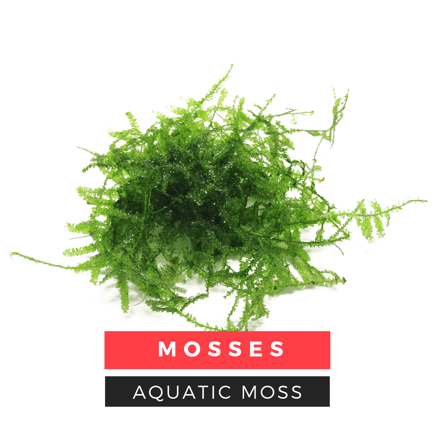 Aquatic Mosses Collections APF Aquascape Aquarium Plants Factory®