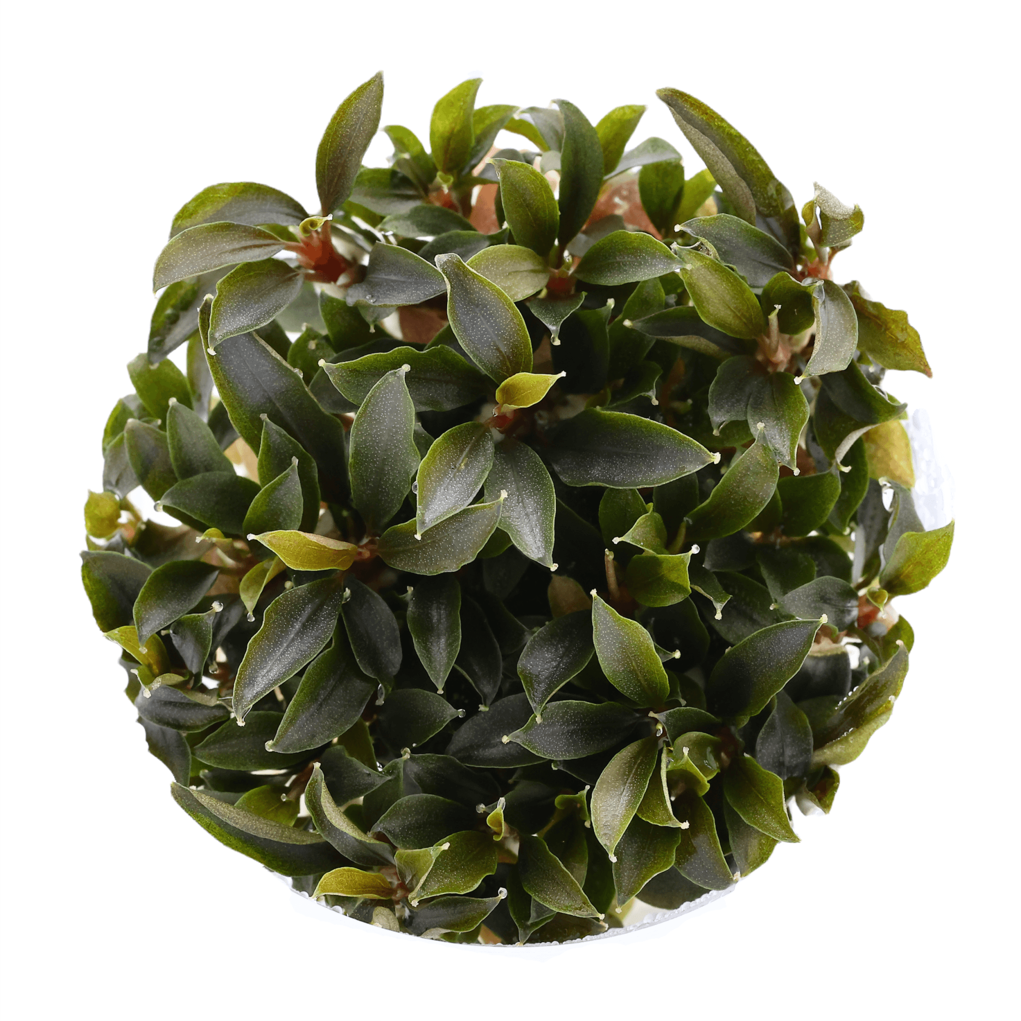 のび太様 BUCEPHALANDRA skn skg sm 【公式通販】 のび太様 BUCEPHALANDRA skn skg sm 【公式通販】