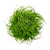 Eleocharis