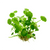 Hydrocotyle