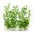 Lindernia