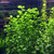 Lysimachia