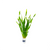 Vallisneria