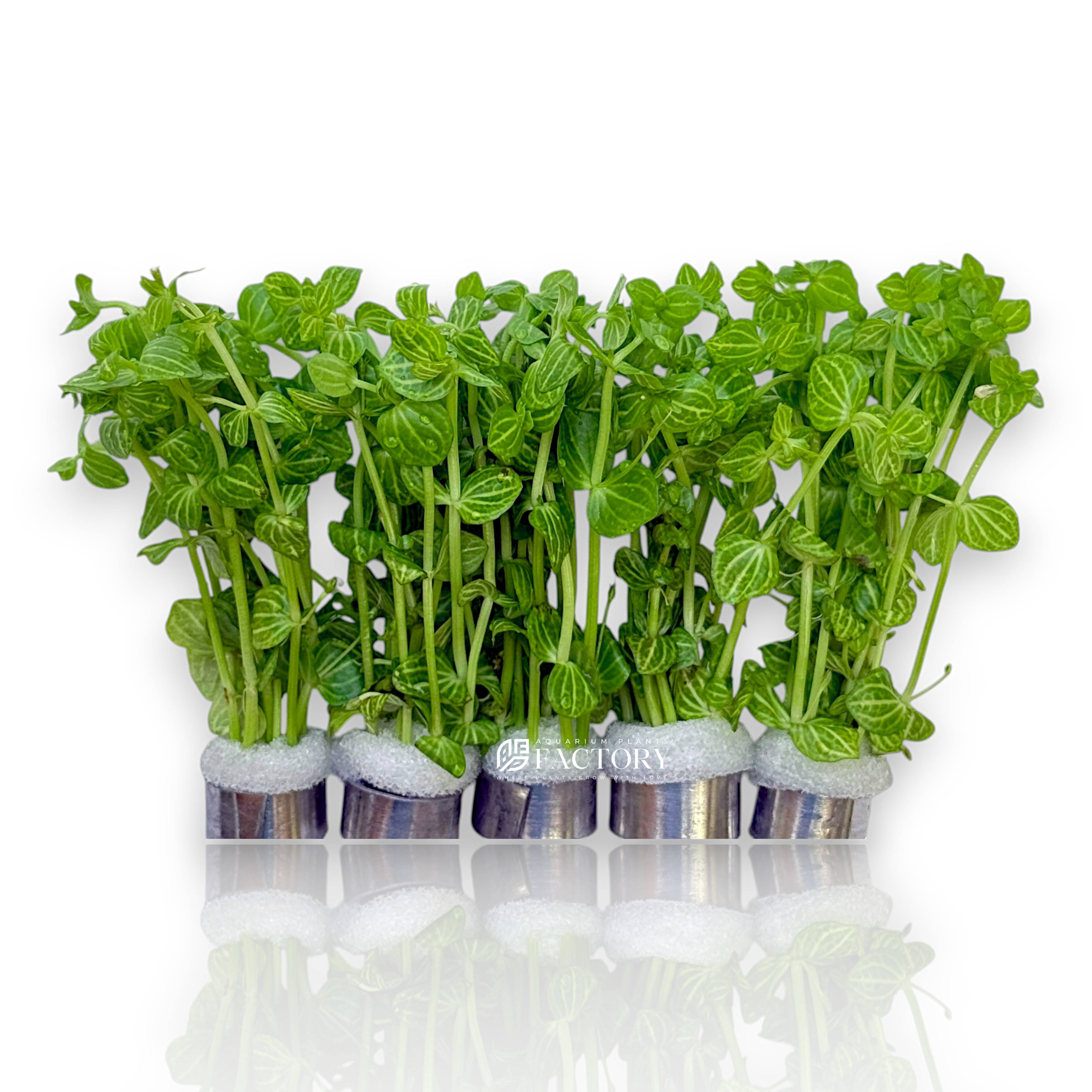 Lindernia rotundifolia 'Variegated' with striped white-green foliage underwater