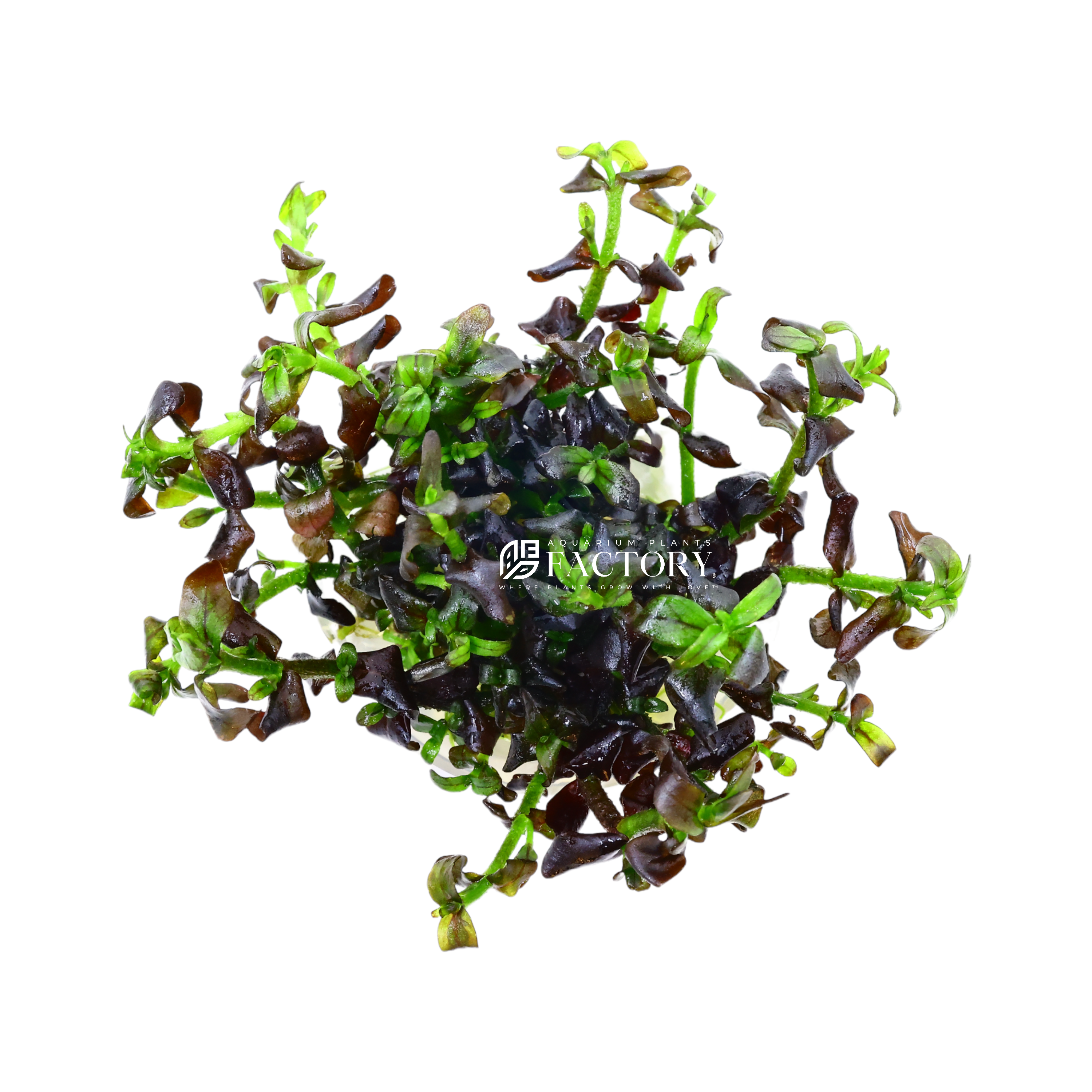 Not only does Bacopa salzmannii 'Deep Purple' add a vibrant and eye-catching element to aquariums, it also provides practical benefits. The plant is capable of absorbing excess nutrients and filtering impurities from the water, making it an essential asset in maintaining a healthy and balanced aquatic ecosystem.