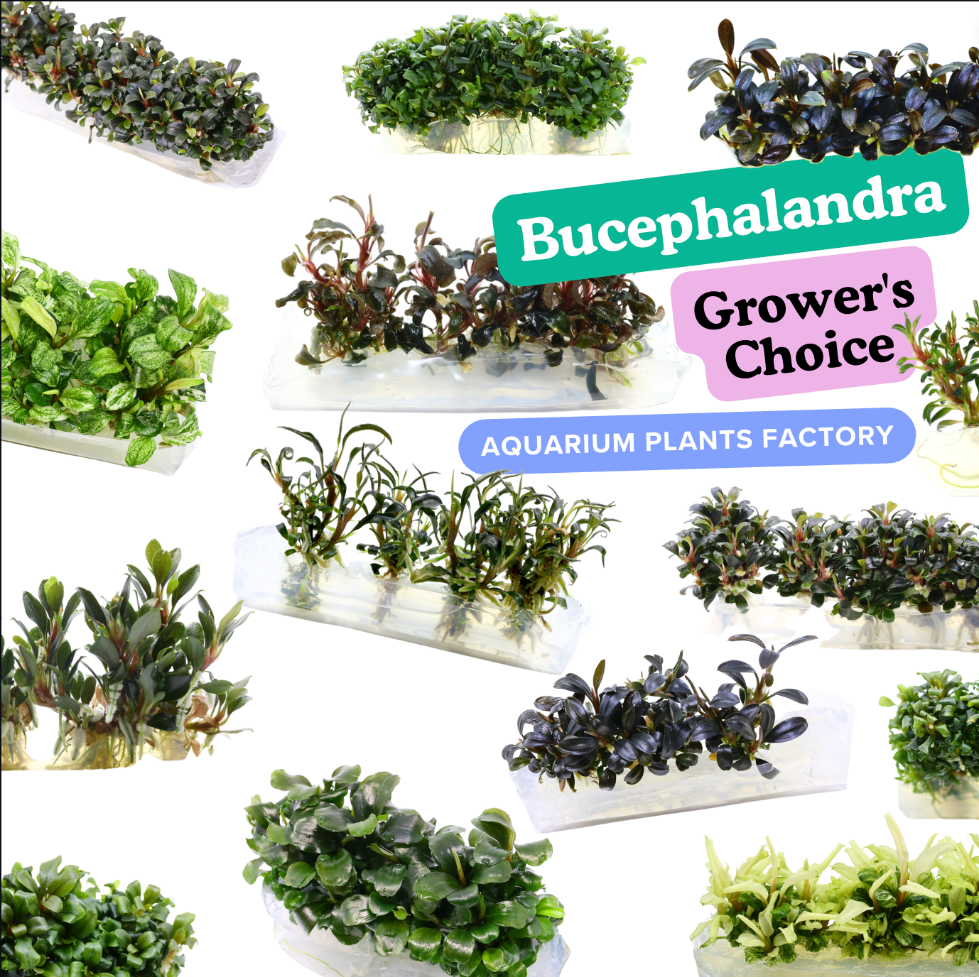 2 Bucephalandra Micro Plants Live Aquarium Plants Free S/h Live Aquatic  Plants Beautiful Rare 