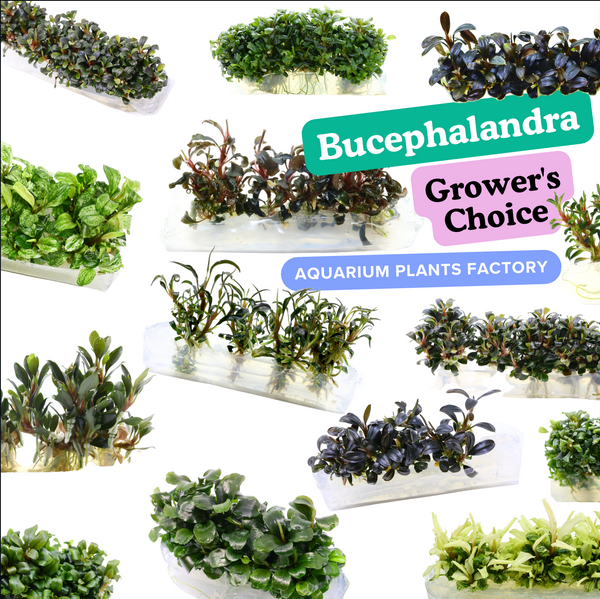 Grower's Choice Bucephalandra species, meaning we will randomly pick the species for you. We do not take requests for specific species or colors. Each order is randomly picked with one mystery species. We do not label or identify the species.