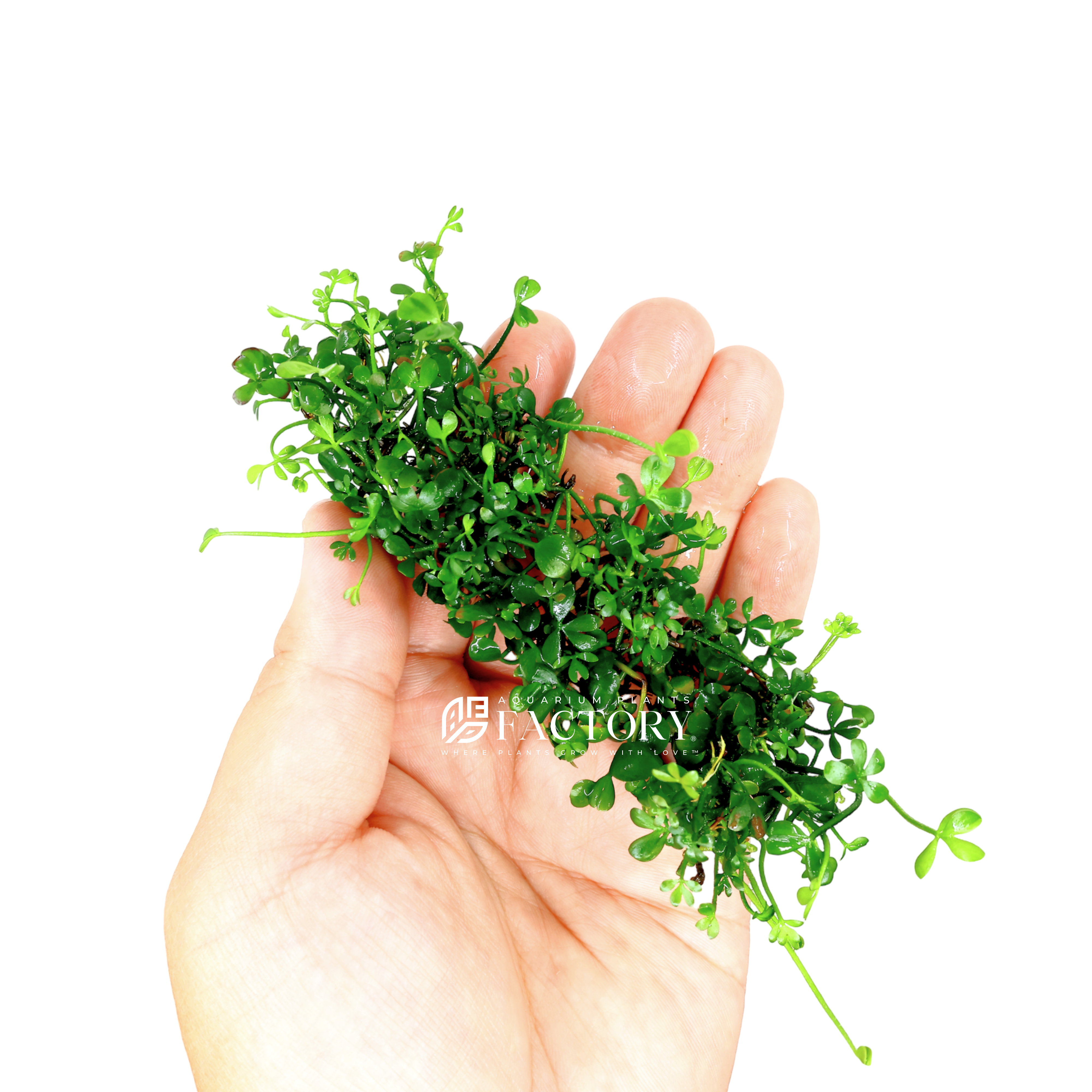 With its distinctive four-leaf clover-like appearance, Marsilea hirsuta adds a touch of charm and natural elegance to aquariums. Its leaves are small, rounded, and intricately textured, resembling miniature clover leaves. The plant typically stays relatively low to the ground, creating a carpet-like effect in the aquarium.