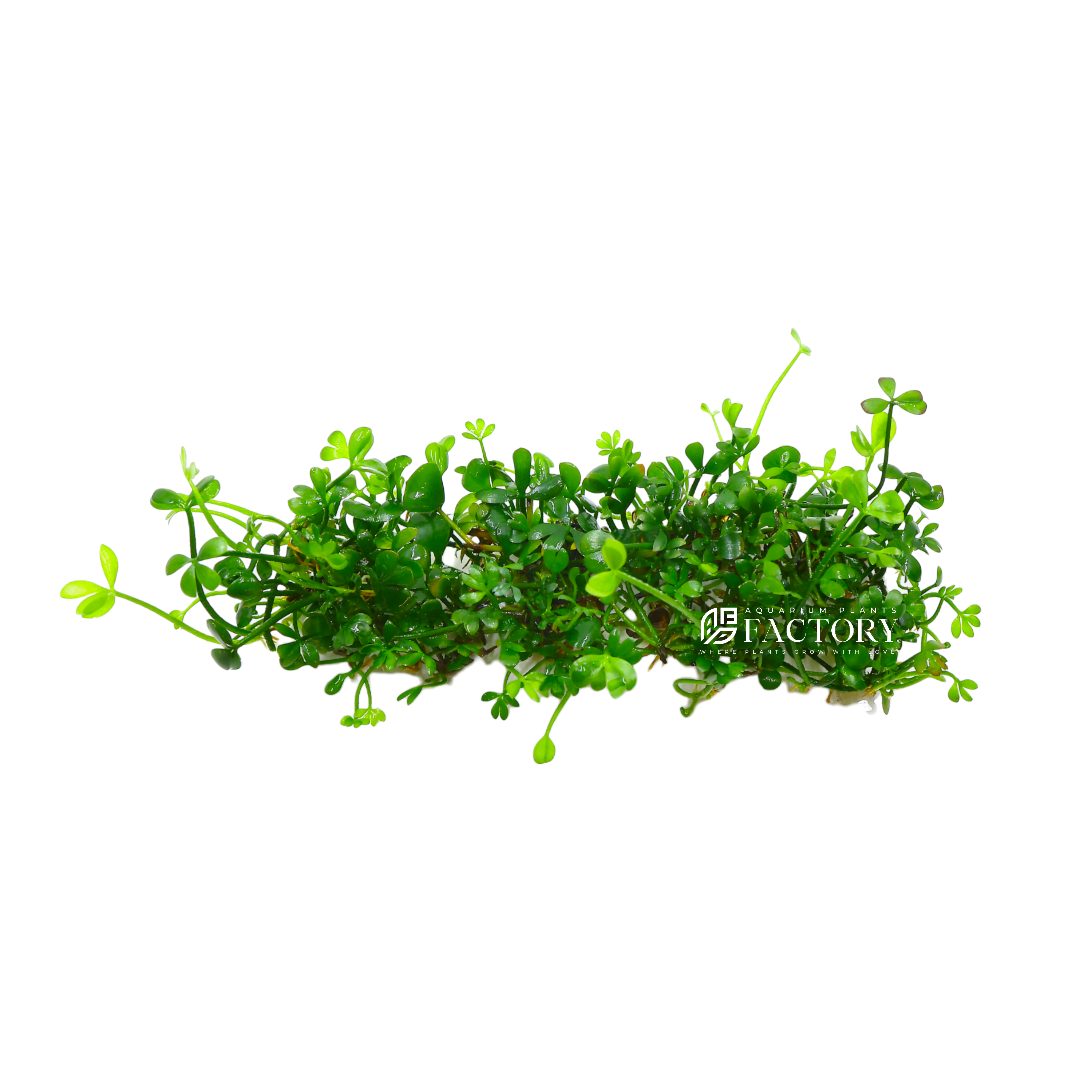 Marsilea hirsuta is a fascinating and sought-after aquatic plant species that is commonly known as "Hairy Clover" or "Dwarf Four Leaf Clover." It belongs to the family Marsileaceae and is native to regions such as Asia, Europe, and Africa.