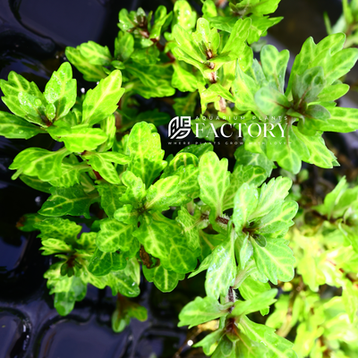 Shinnersia rivularis 'Variegated', also known as Variegated Mexican Oakleaf is a stunning aquatic plant that adds a unique and eye-catching element to any freshwater aquarium. This plant features long, slender leaves with striking variegation, which can range from creamy white to light green. As a slow-growing plant, Shinnersia rivularis 'Variegated' requires moderate to high lighting and regular fertilization to thrive.