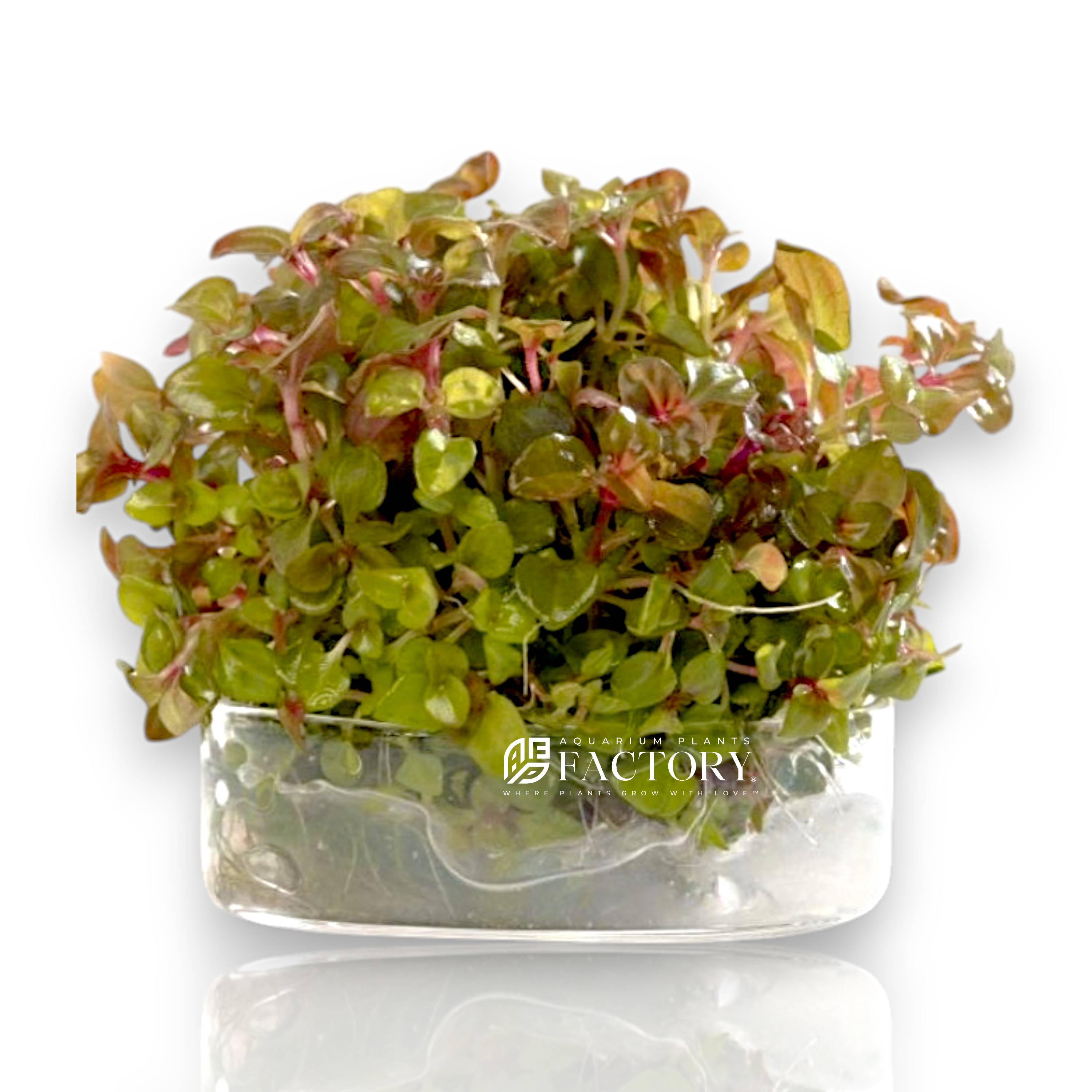 Aciotis acuminifolia plantlets with reddish undersides and green leaves in sterile Vitro Culture® bag, ideal for planted aquariums or emersed setups