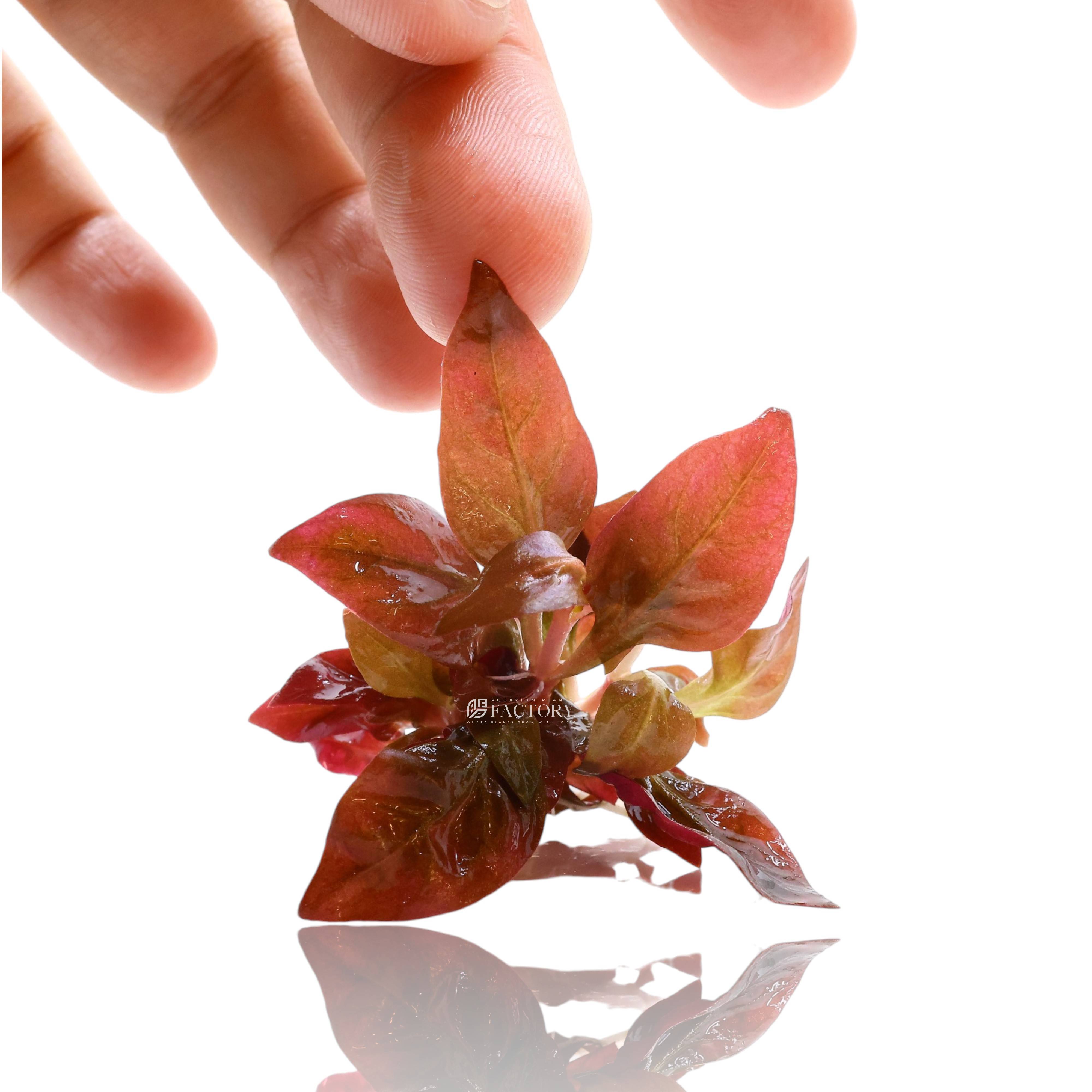 Typically reaches a height of 3 to 8 inches (7–20 cm), but regular trimming is essential to maintain its compact, bushy form. In low light conditions, the plant may grow leggy and overly tall.