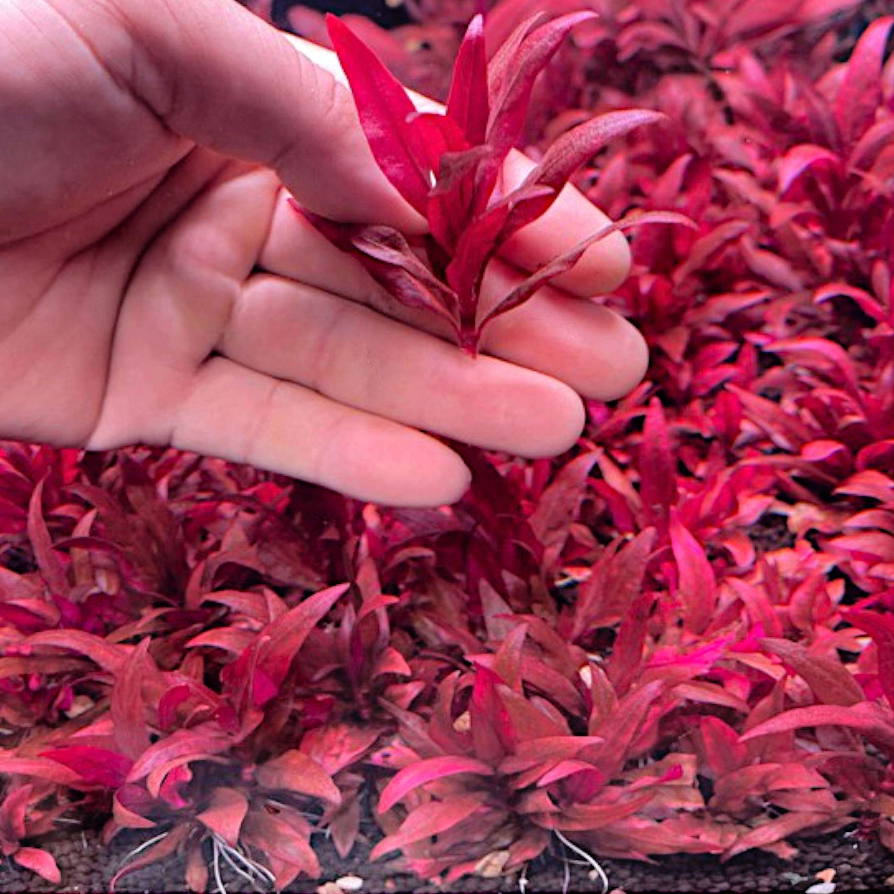 Compact Alternanthera Reineckii 'Mini' with vibrant red leaves in a planted tank