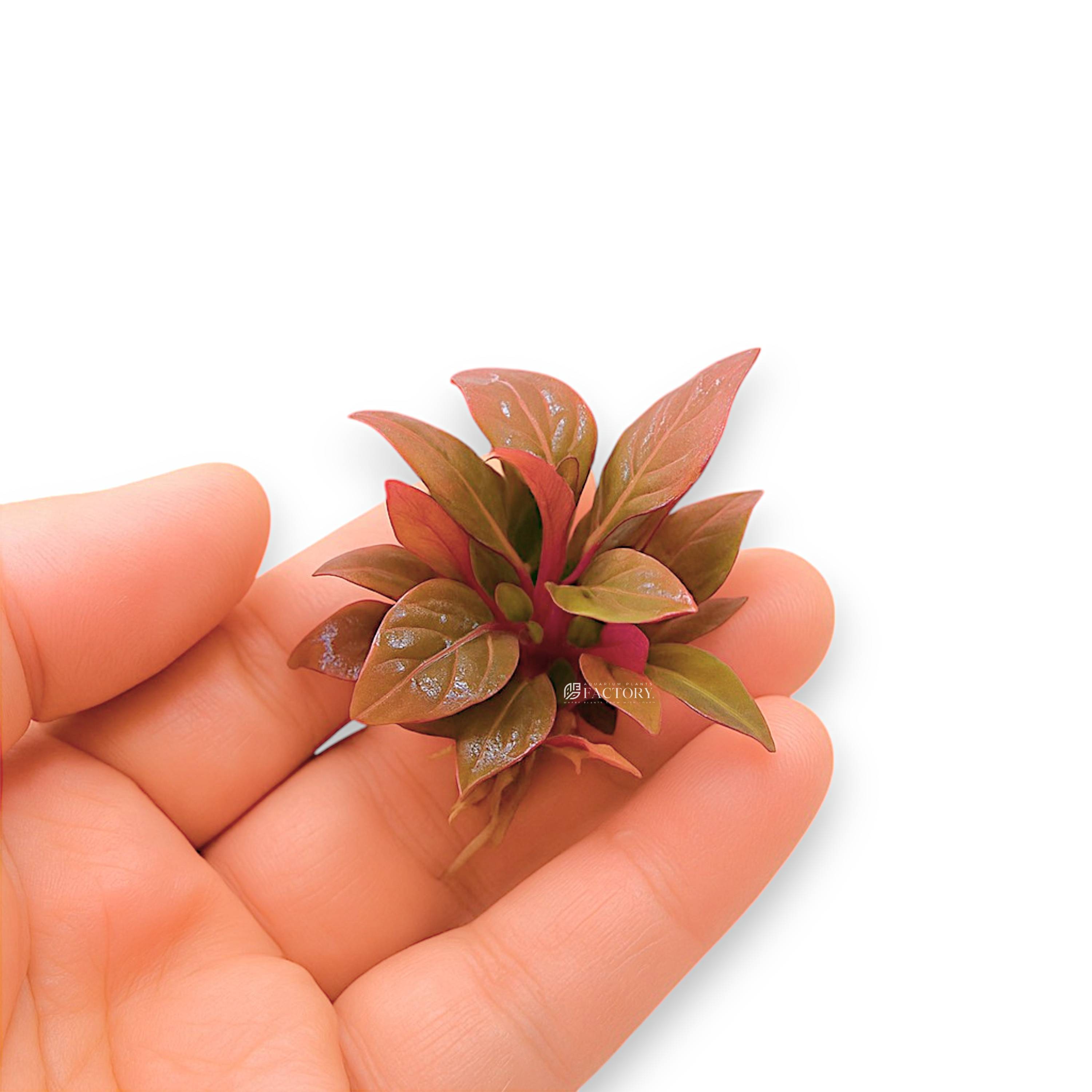 Alternanthera Reineckii ‘Mini’ (ARM) is a compact, vibrant stem plant prized for its bold red coloration and dense, bushy growth. Its small size and intense hues make it a standout midground or foreground feature in high-tech aquascapes. When provided with strong lighting and CO₂, it develops vivid shades of pink, red, and burgundy that offer striking contrast against green aquatic plants.