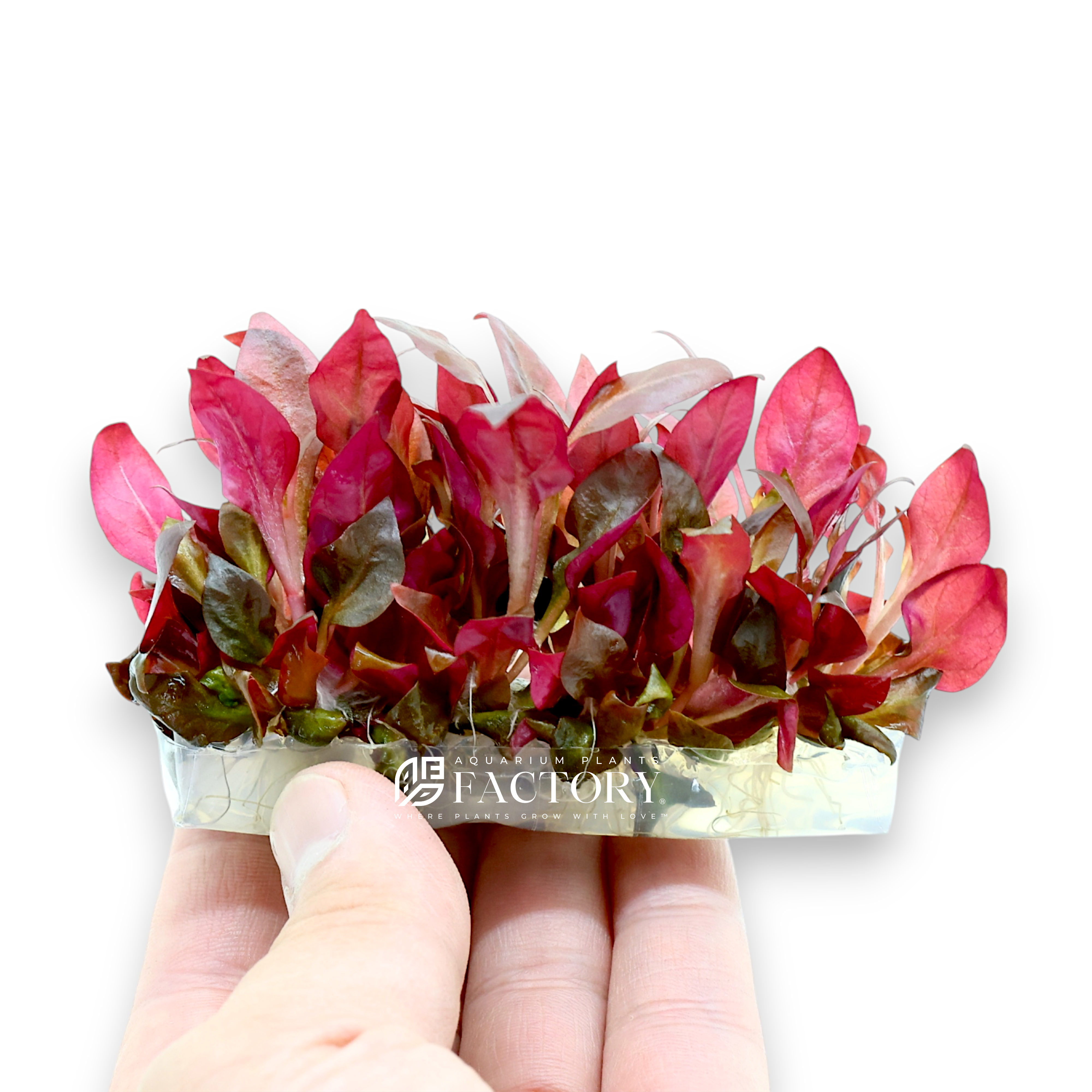 Close-up of Alternanthera Reineckii ‘Rosaefolia’ showcasing its vibrant pink and red leaves, providing a stunning contrast against green aquatic plants in a planted aquarium.