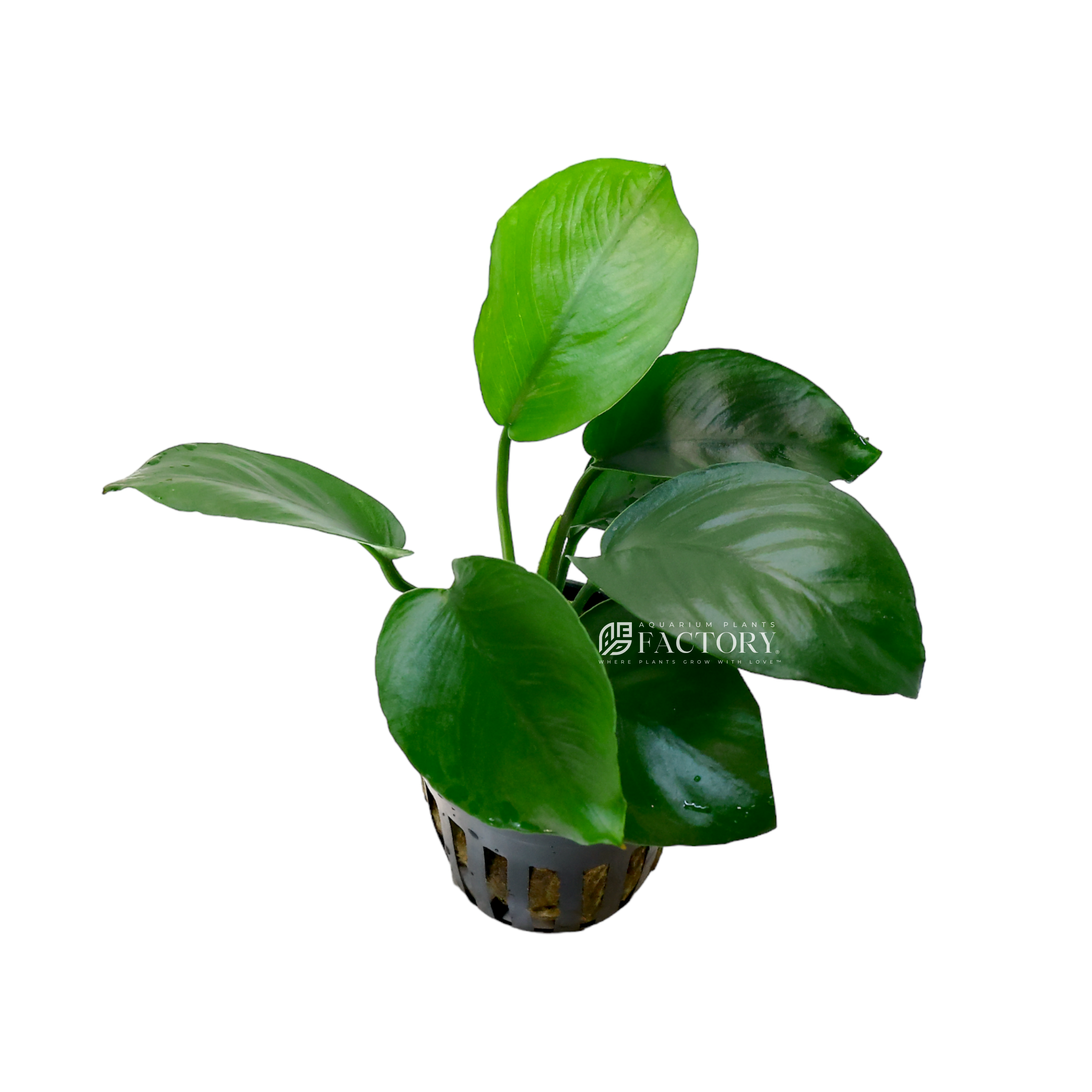 Anubias Barteri Diamond | APF Aquarium Plants Factory Bare-root Plants