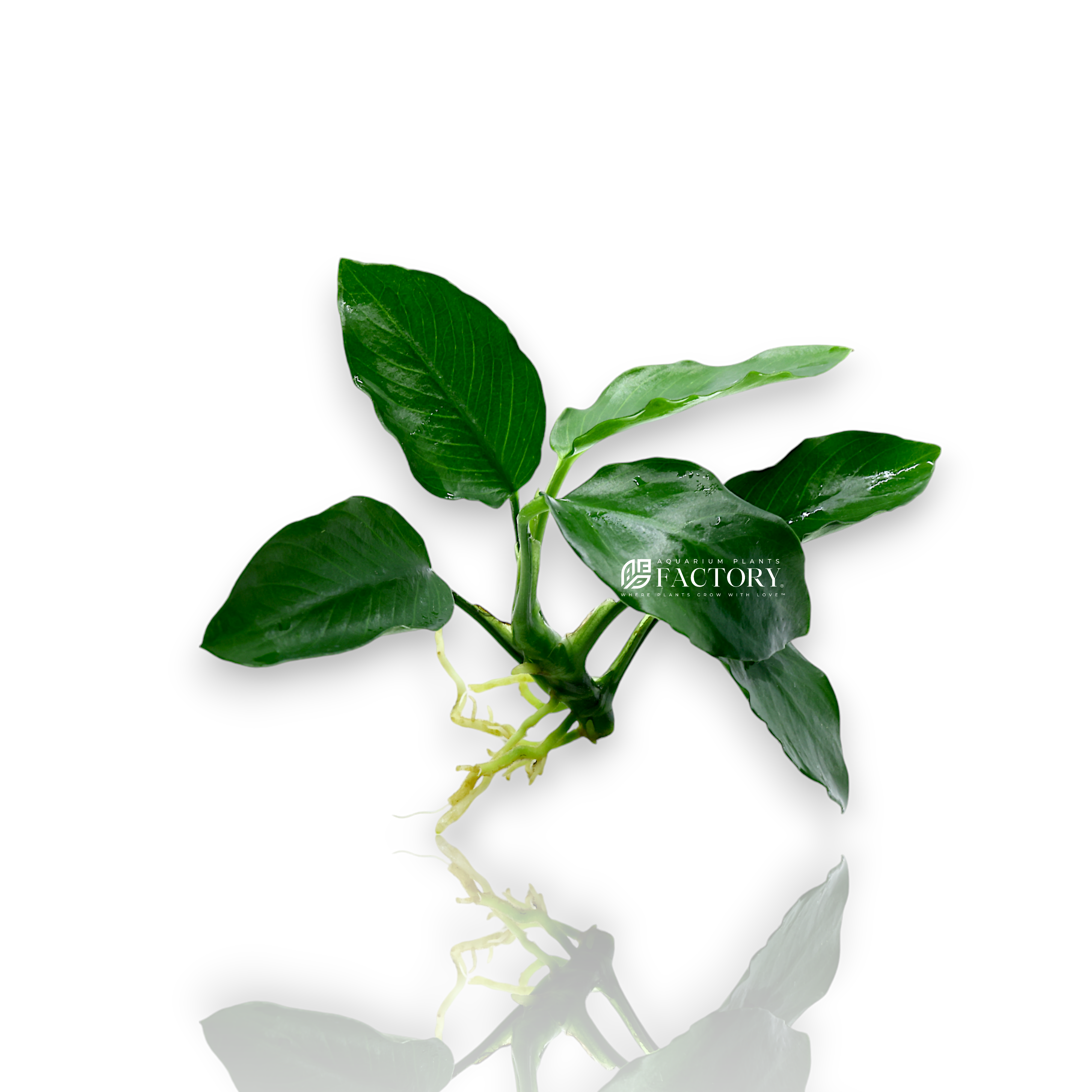 Hardy Anubias Bonsai Wavy, a popular aquarium plant for aquascaping, adding texture and depth to freshwater tanks