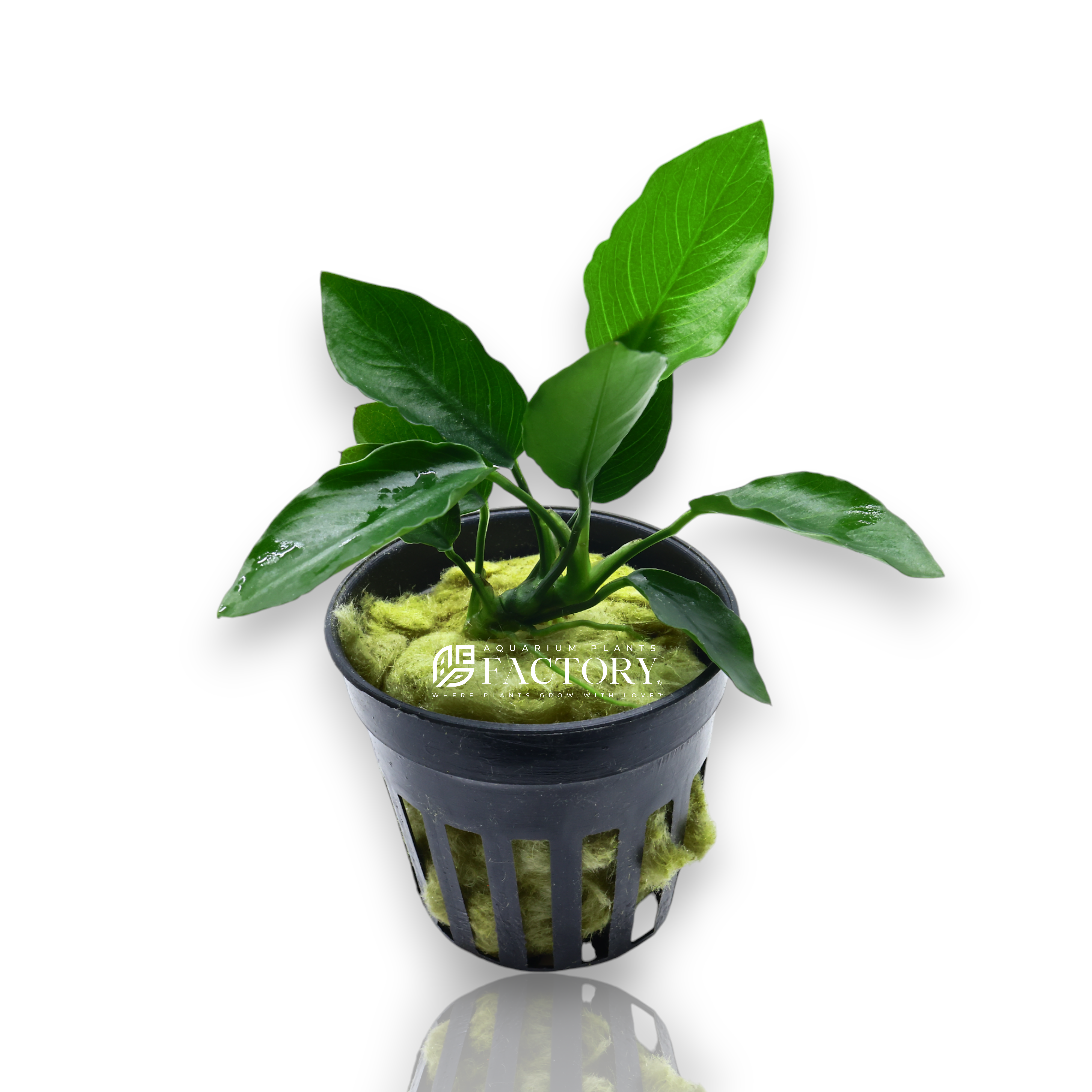 Close-up of Anubias Bonsai Wavy, a low-maintenance aquarium plant with compact, wavy leaves ideal for freshwater tanks.