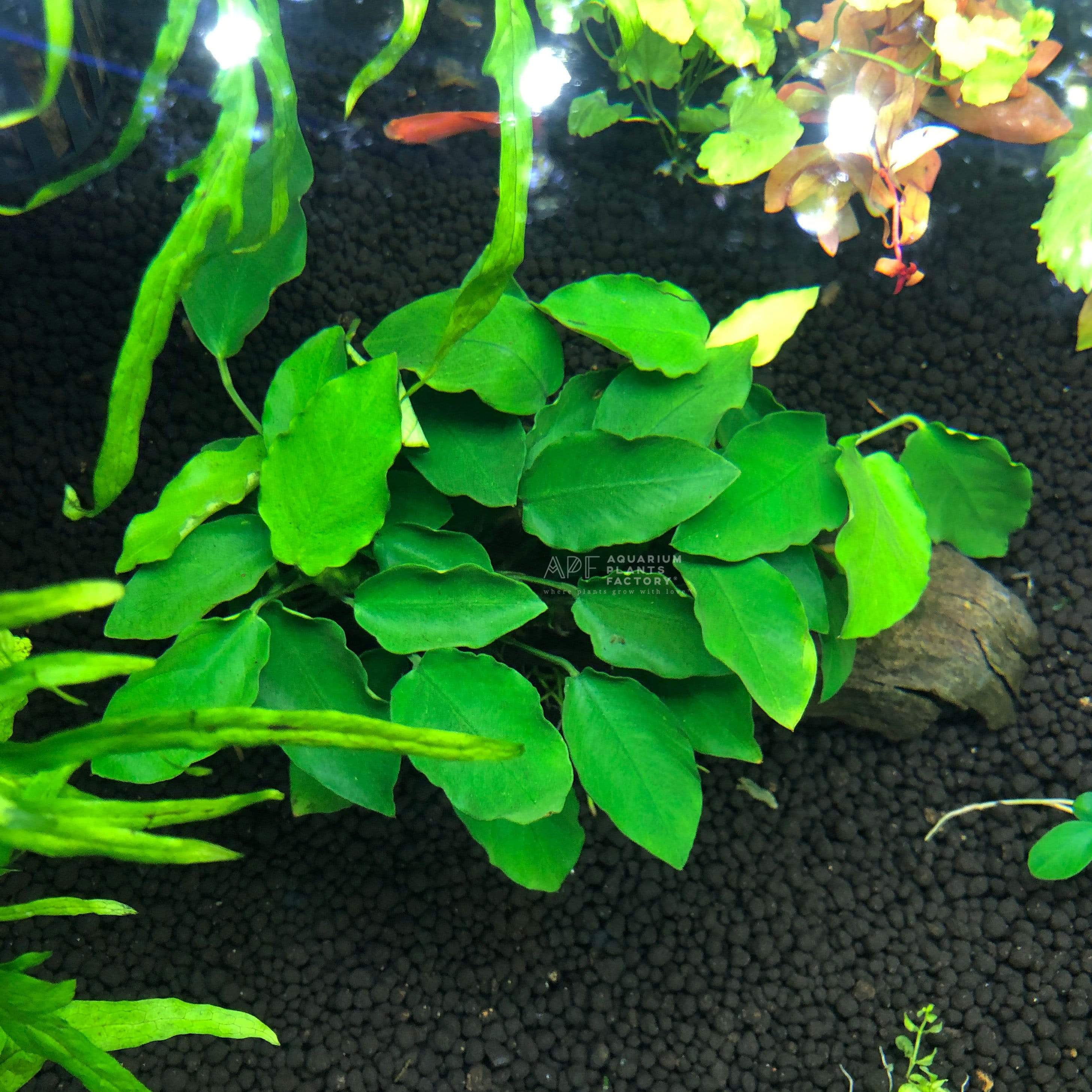Anubias Bonsai Wavy