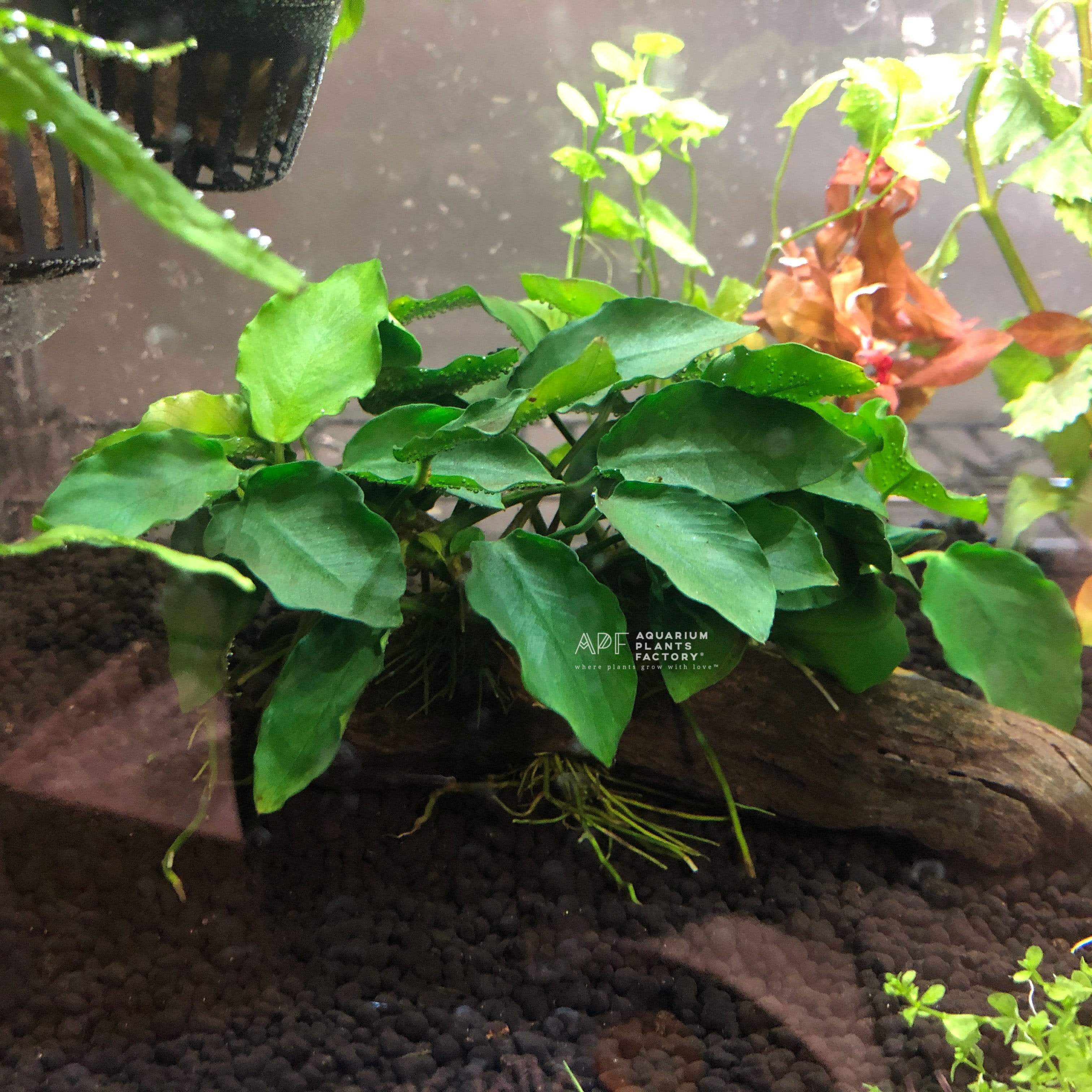 Anubias Bonsai Wavy