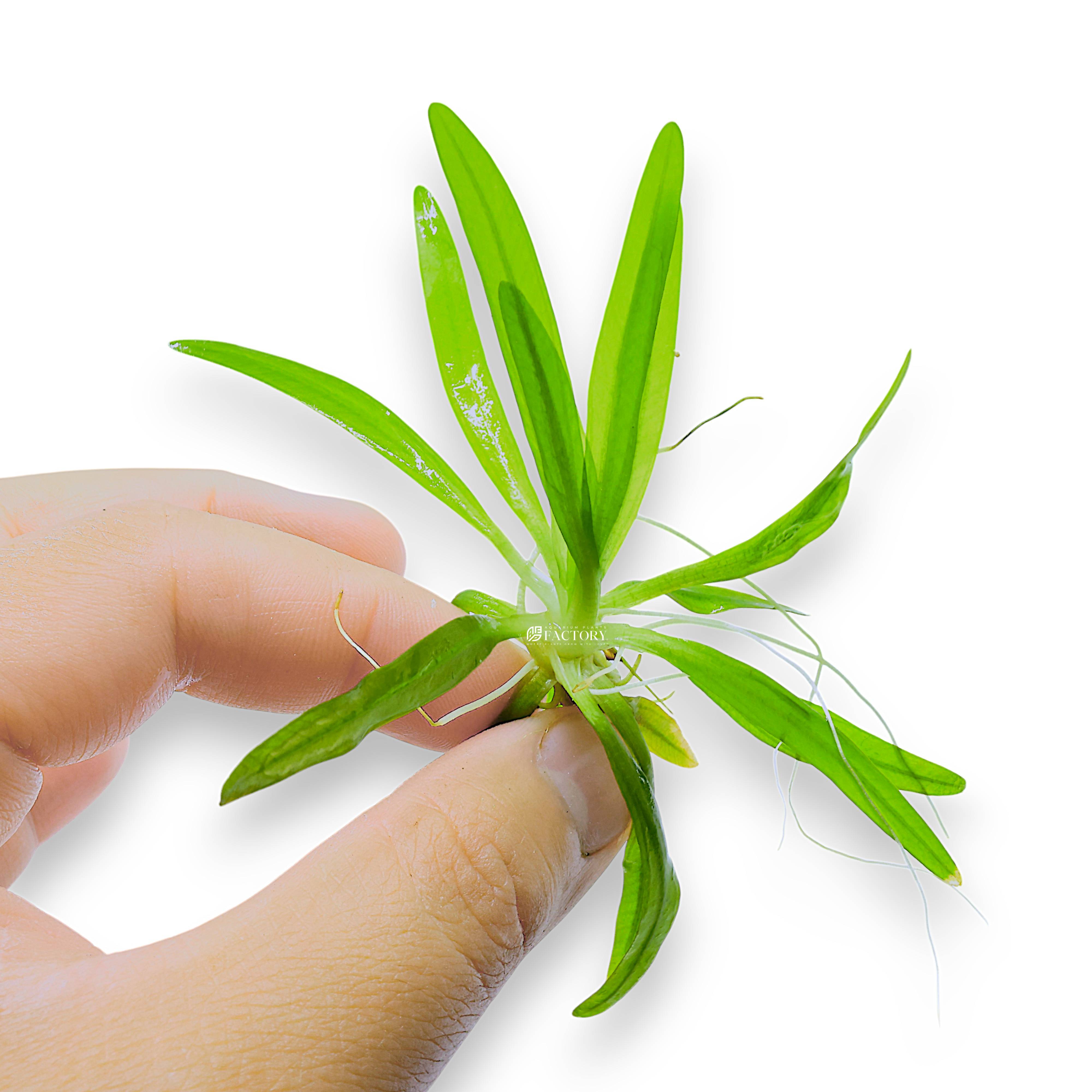 Aquarius uruguayensis with long, flowing green leaves in a planted aquarium