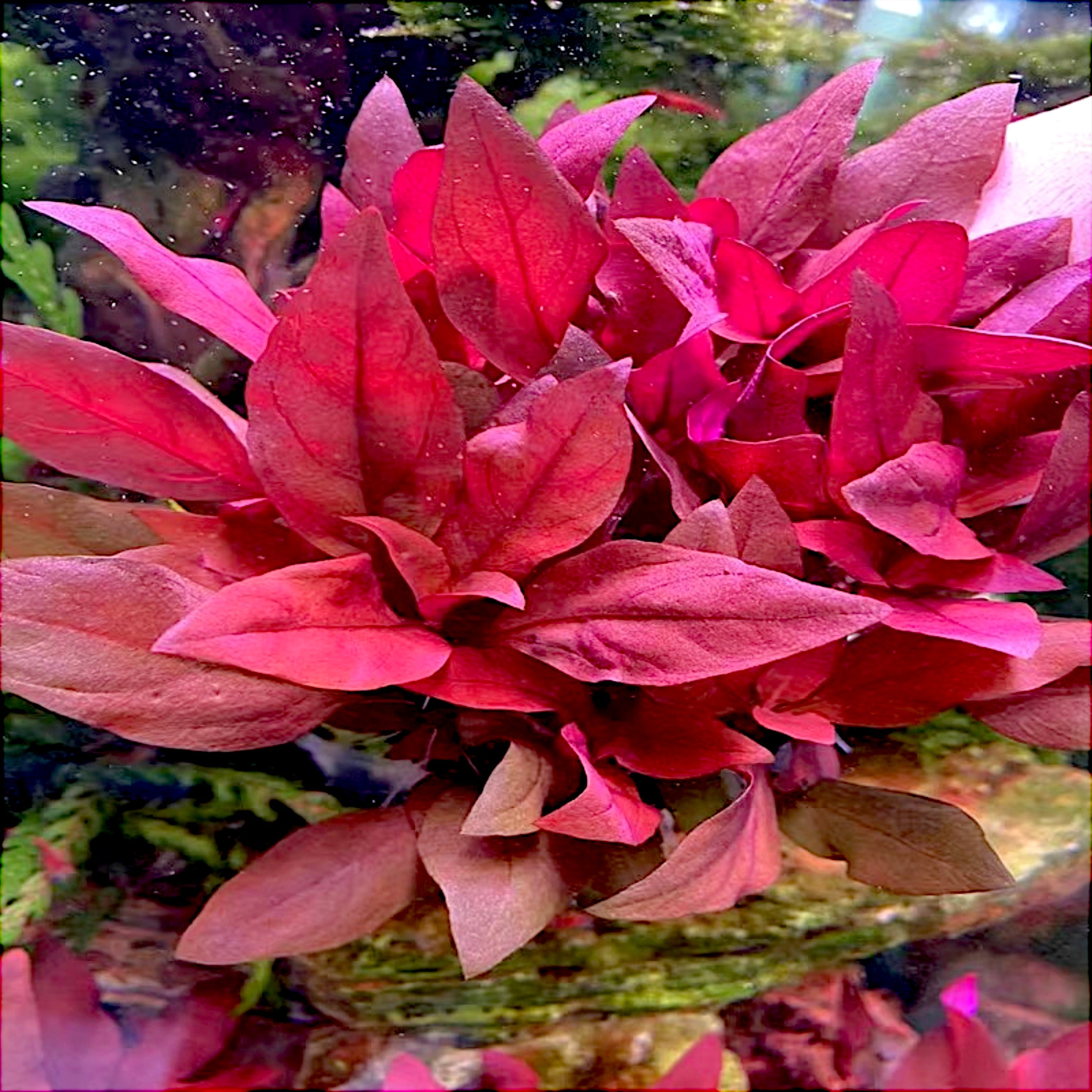 Compact Alternanthera Reineckii 'Mini' with vibrant red leaves in a planted tank
