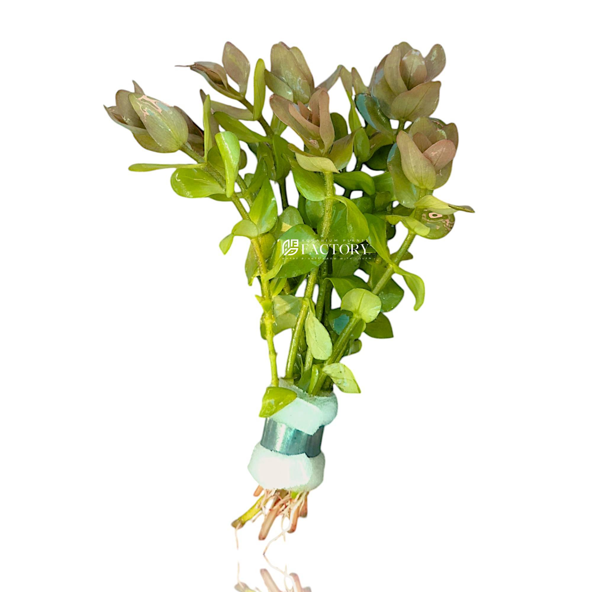 Bacopa Caroliniana