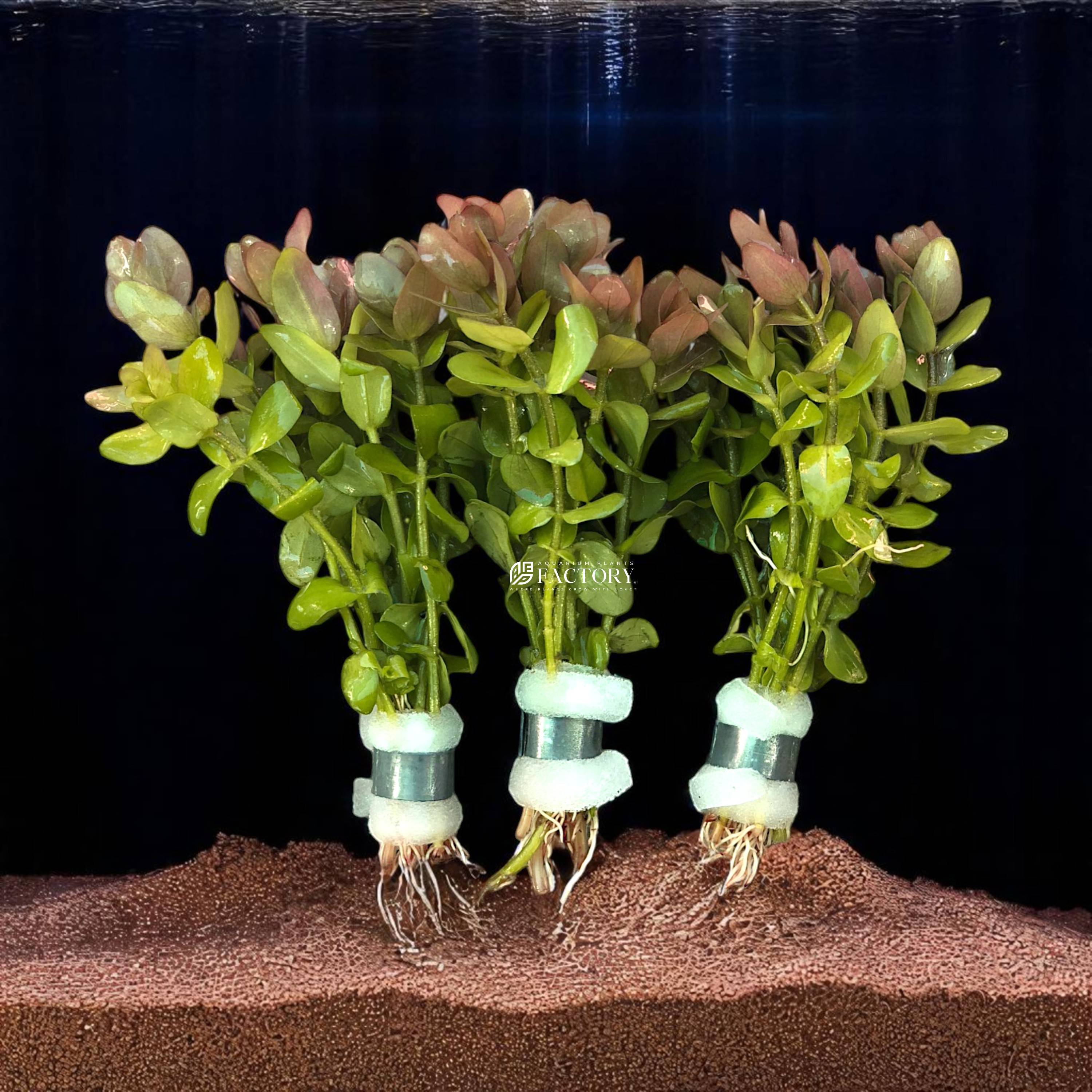 Bacopa Caroliniana is a versatile and attractive plant that can significantly enhance the beauty and functionality of your aquarium. Its vibrant green leaves, ease of care, and delightful lemon scent make it a standout choice for creating a lush and natural underwater landscape. Whether you're a novice or an experienced aquarist, Bacopa Caroliniana will bring a touch of elegance and tranquility to your aquatic environment.