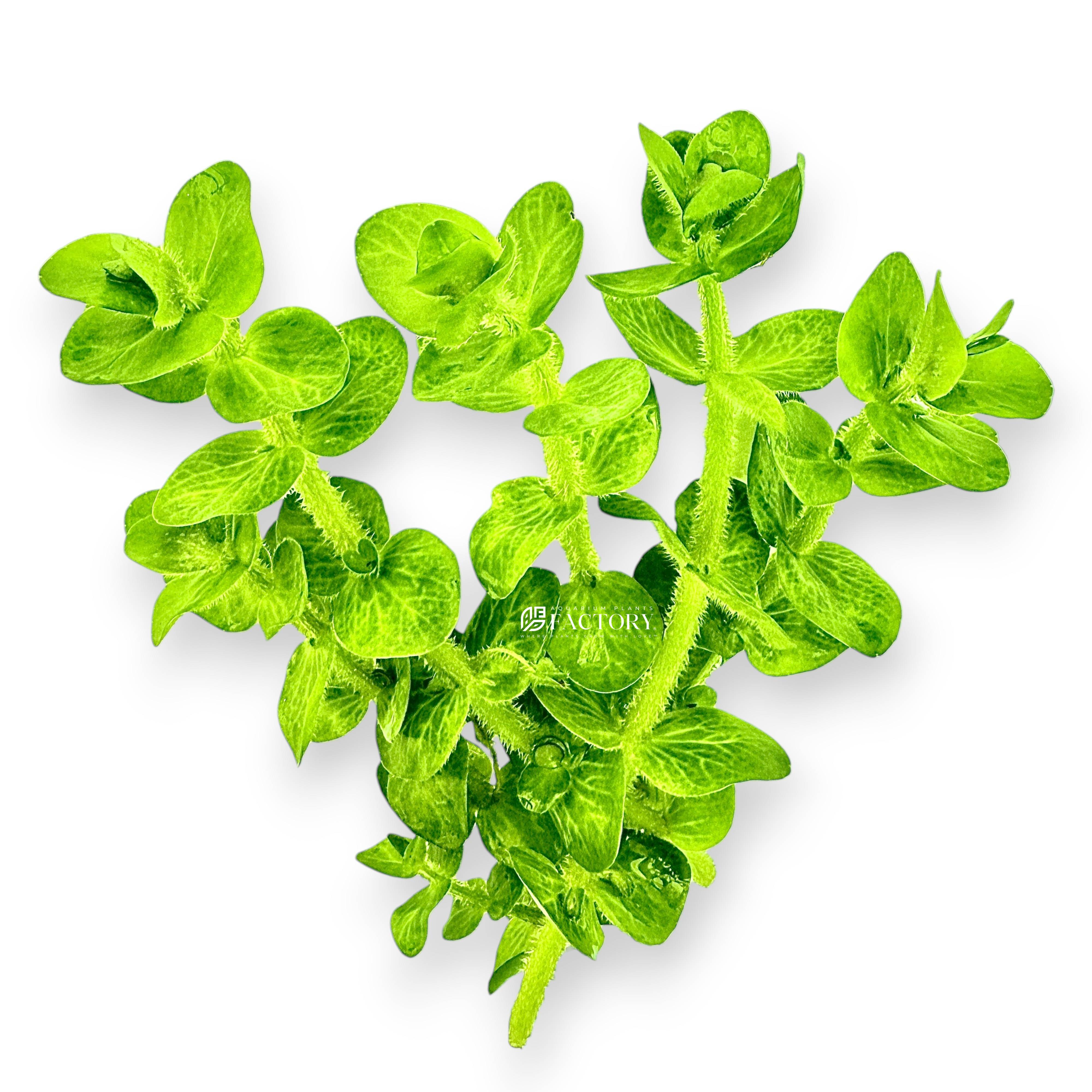 Close-up of Bacopa lanigera 'Variegata' stem showing distinctive variegated foliage with light and dark patterns.