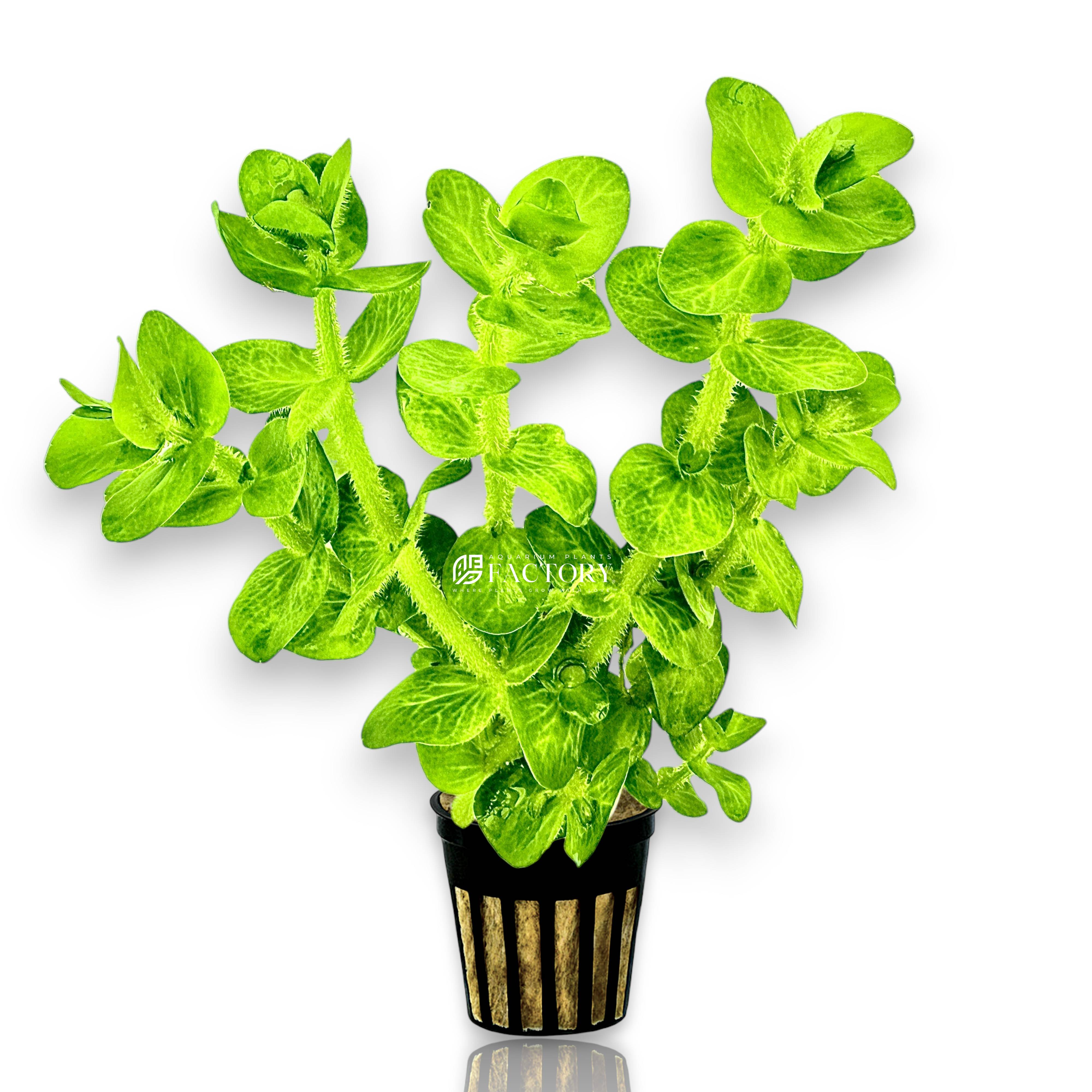 Potted Bacopa lanigera 'Variegata' with upright stems and variegated leaves in rockwool net pot.