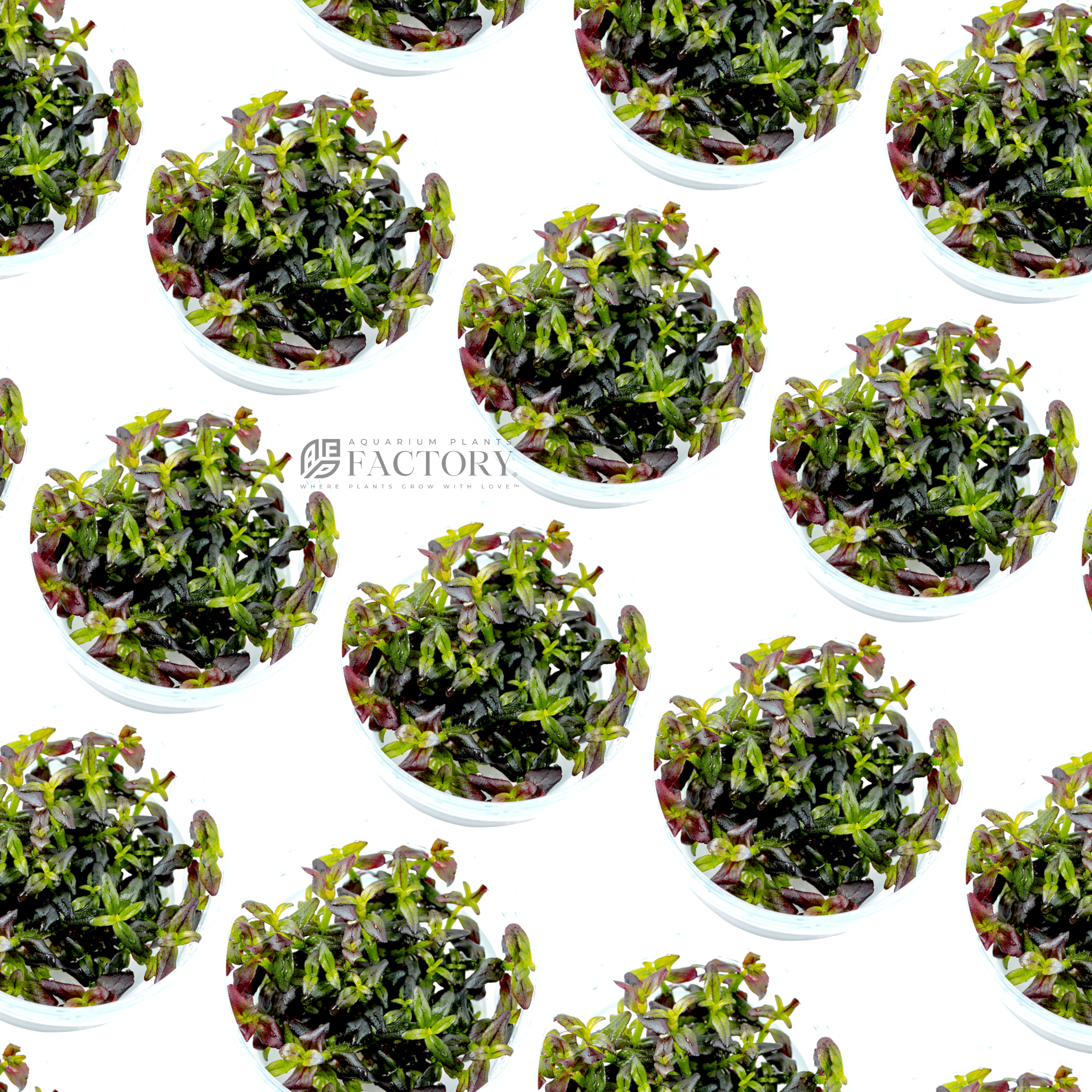 Bacopa salzmannii 'Deep Purple' Singapore variant is a highly sought-after cultivar of the Bacopa salzmannii 'Purple' plant species, known for its ornamental and functional value in planted aquariums. This rare variant features an intense, deep magenta coloration, which sets it apart from the regular Bacopa salzmannii 'Purple'.