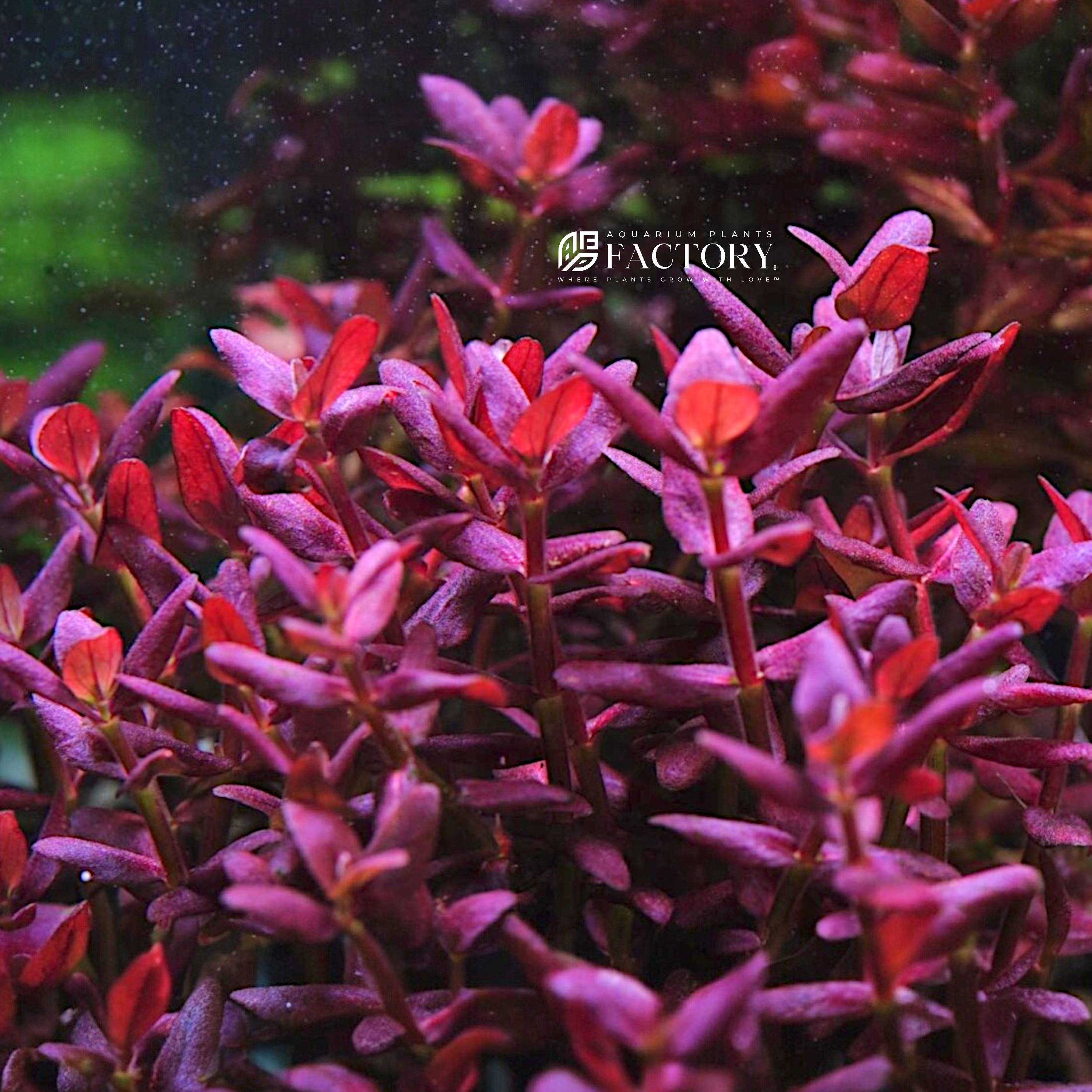 If you're looking to add a standout plant with both decorative and functional benefits to your aquarium, the Bacopa salzmannii 'Purple' (Singapore Variant) is an excellent choice. Its captivating color, easy care requirements, and ability to improve water quality make it an ideal addition to any planted aquarium.