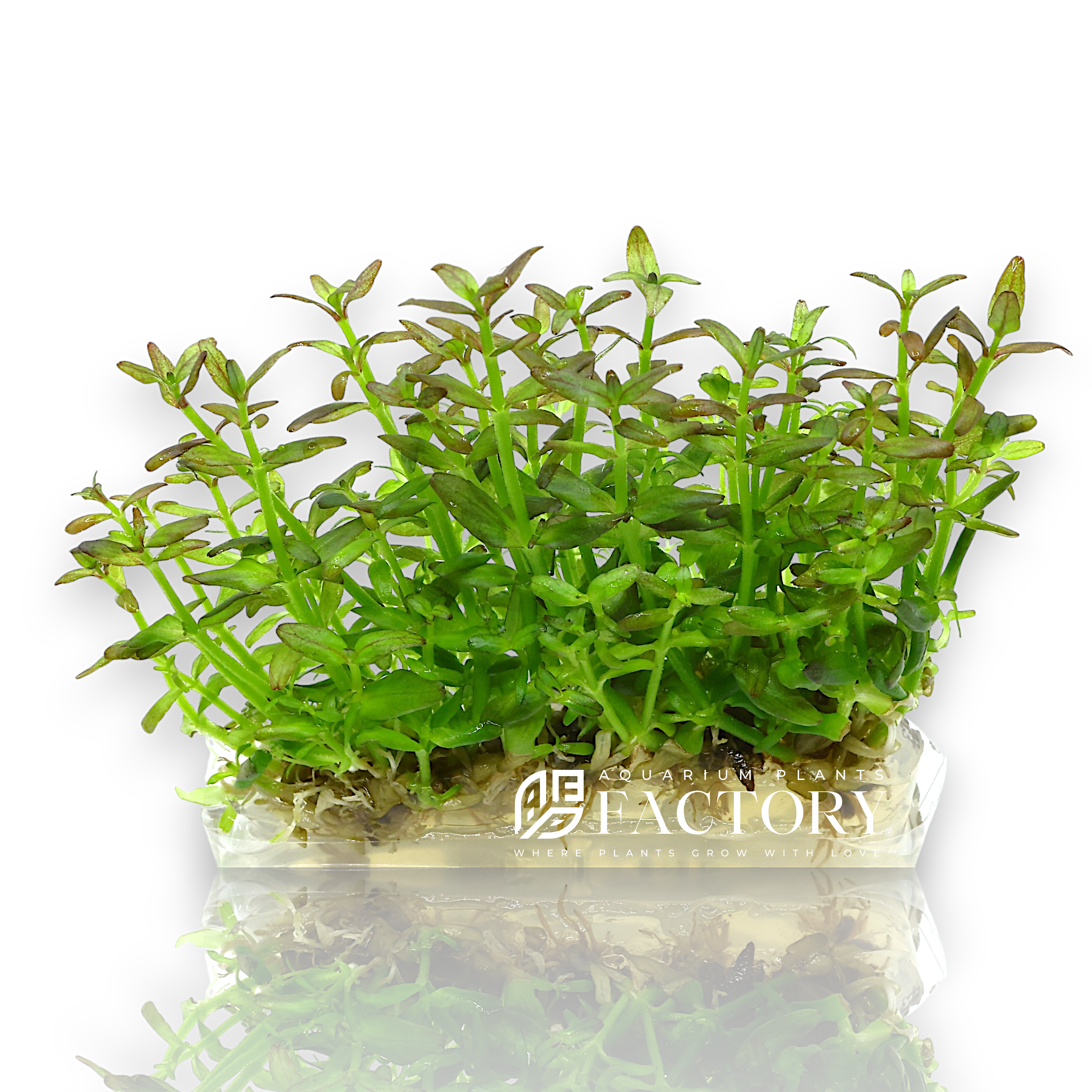 Close-up of Bacopa salzmannii 'Purple' showing delicate stems with small, rounded leaves in shades of green and vibrant purple, arranged in pairs along the stem, creating a colorful contrast in a planted aquarium setting.