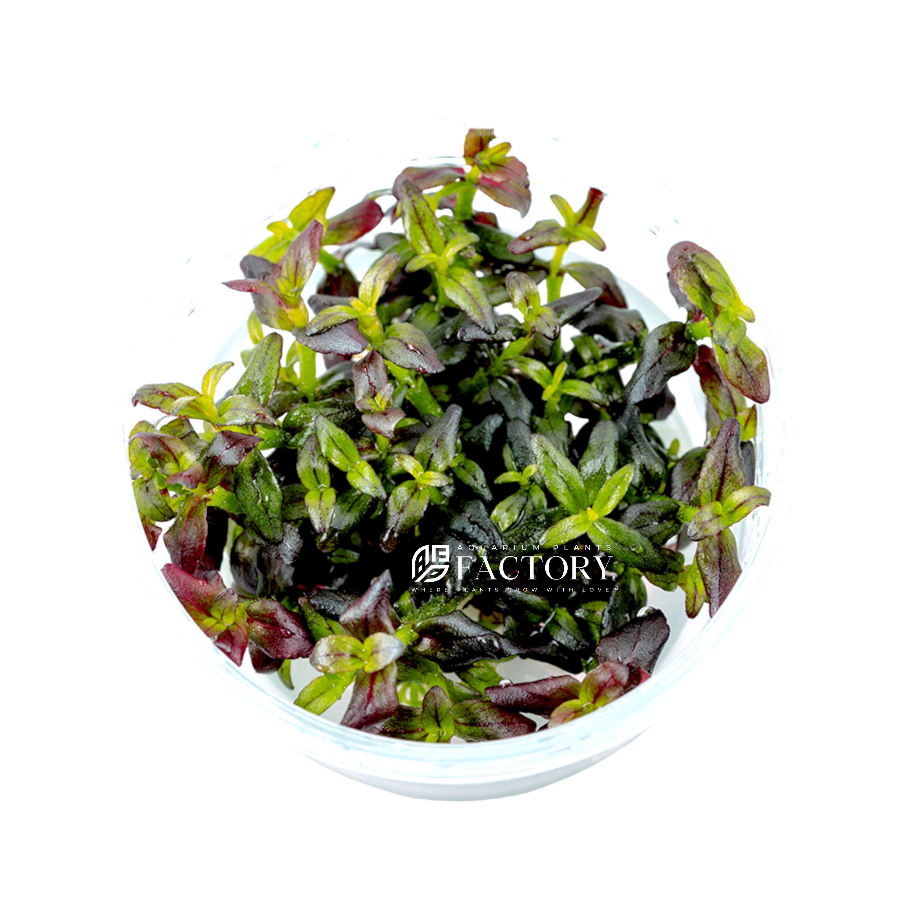 Bacopa salzmannii 'Deep Purple' is a rare and highly sought-after cultivar of the Bacopa salzmannii 'Purple' plant species. This unique variant is characterized by its intense magenta coloration, which distinguishes it from the regular Bacopa salzmannii 'Purple'.