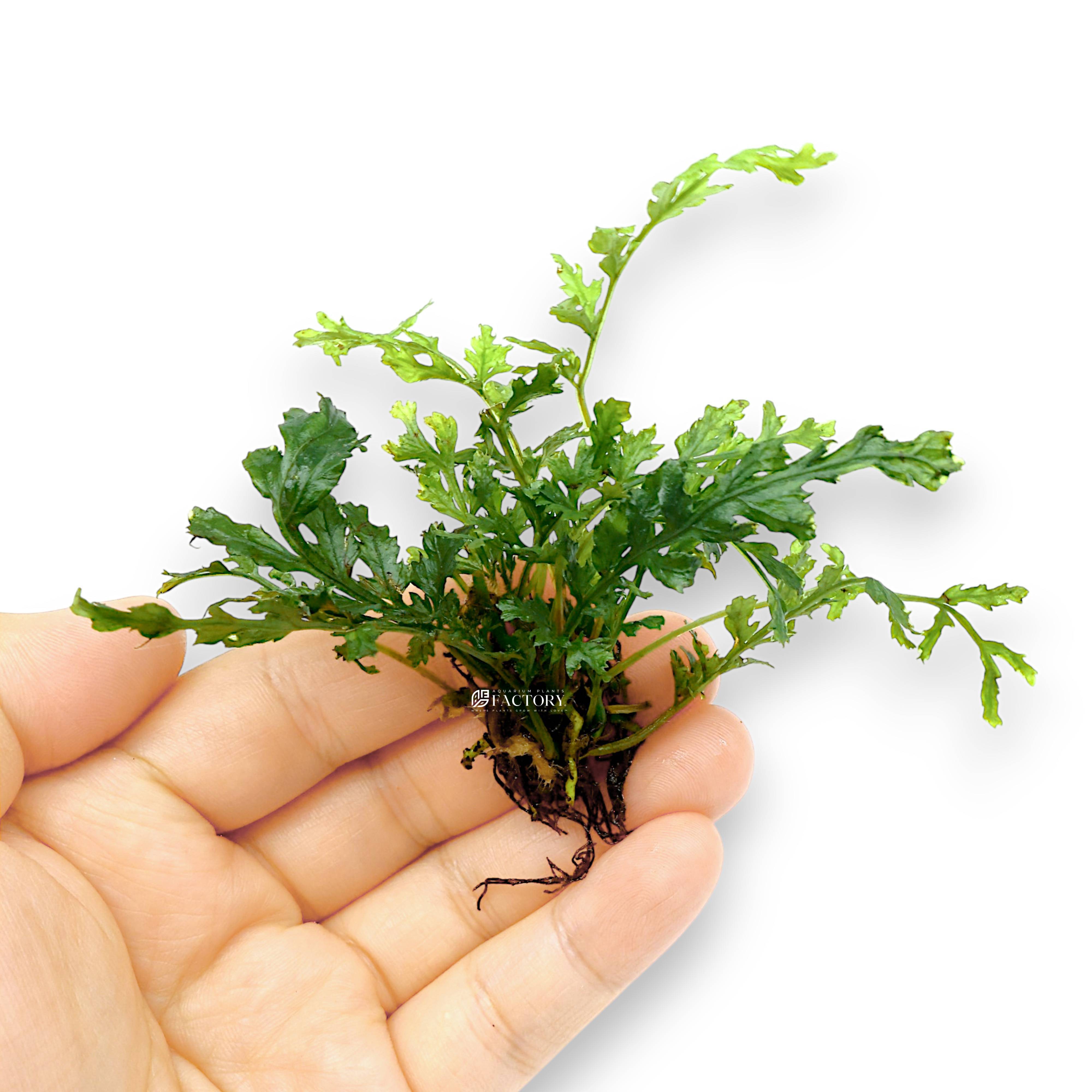 Bare-root Bolbitis 'Difformis' fern placed on hardscape in a low-light aquascape.
