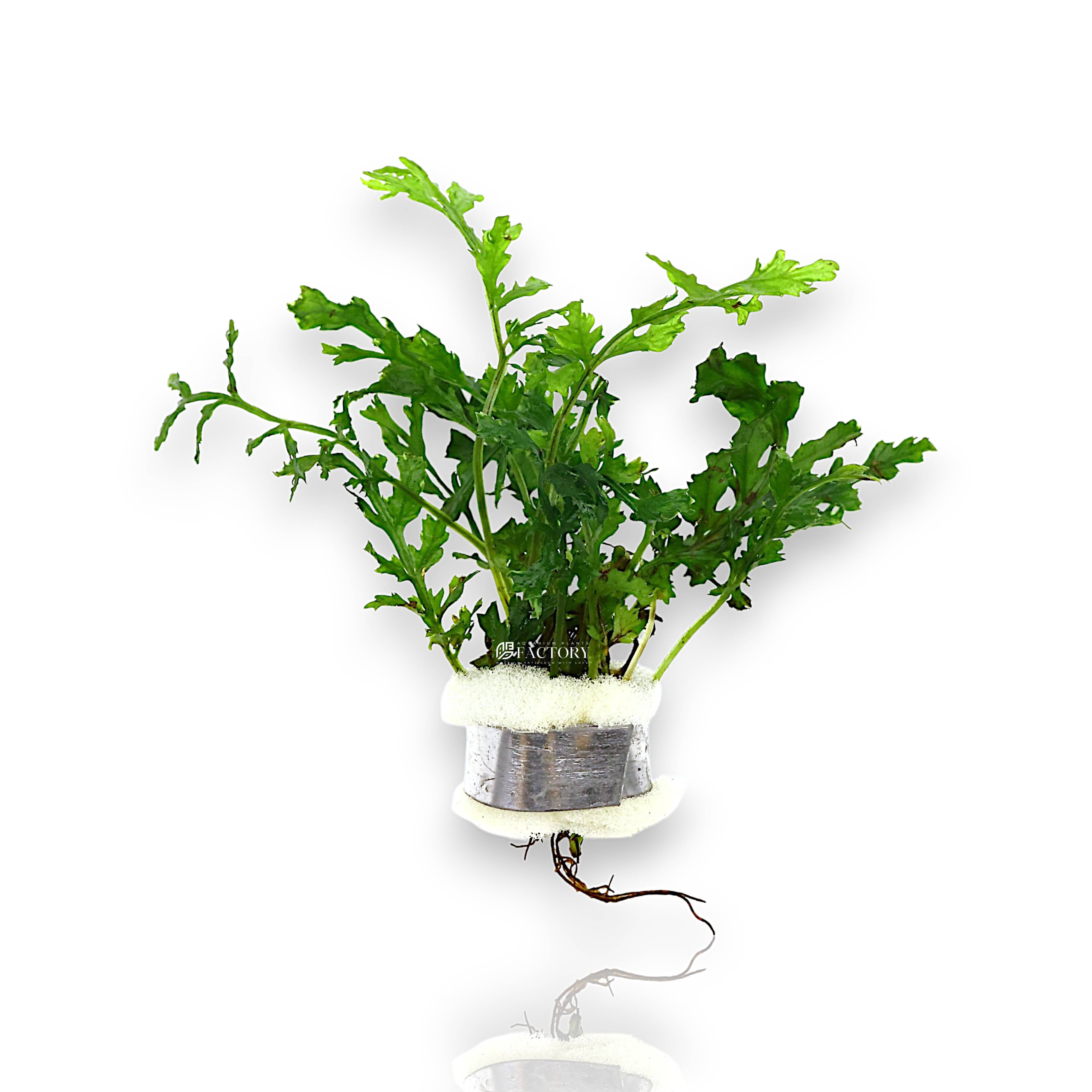 Discover the elegant Bolbitis heudelotii 'Difformis', a rare dwarf variant of the African Water Fern. Ideal for aquascaping with low light and gentle flow setups.