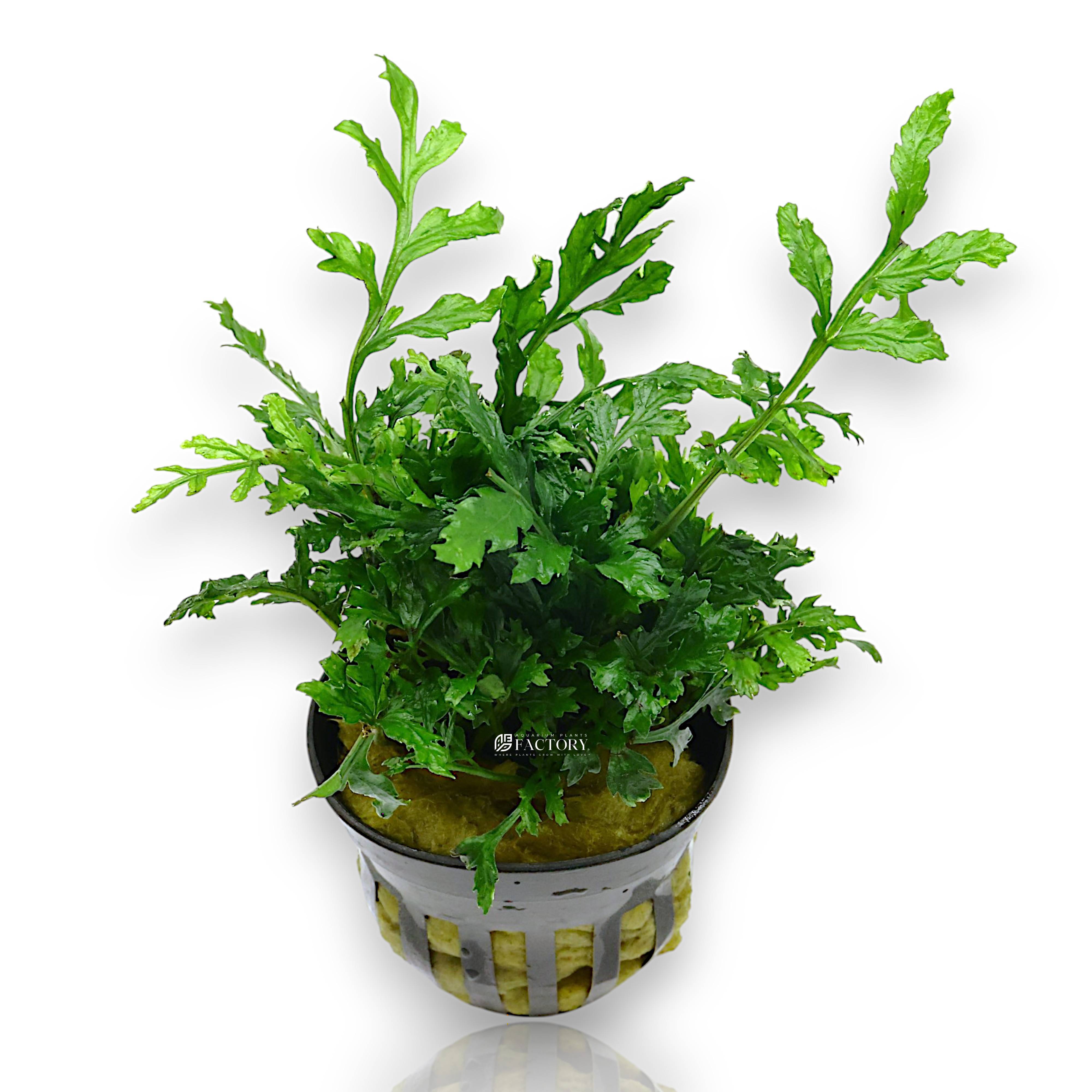 Potted Bolbitis heudelotii 'Difformis' showing lush 4+ leaf growth in a net pot with rockwool.