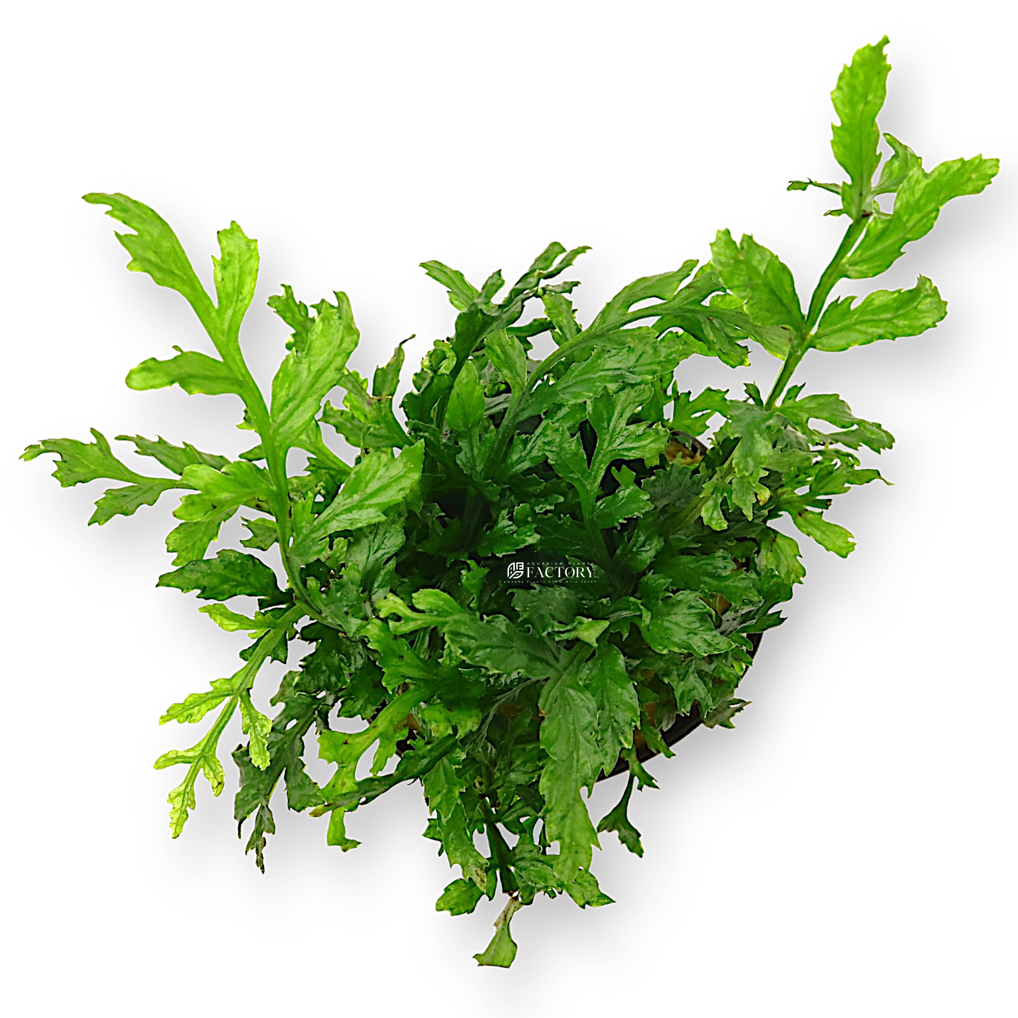 Close-up of Bolbitis Difformis with finely divided green fronds attached to driftwood.