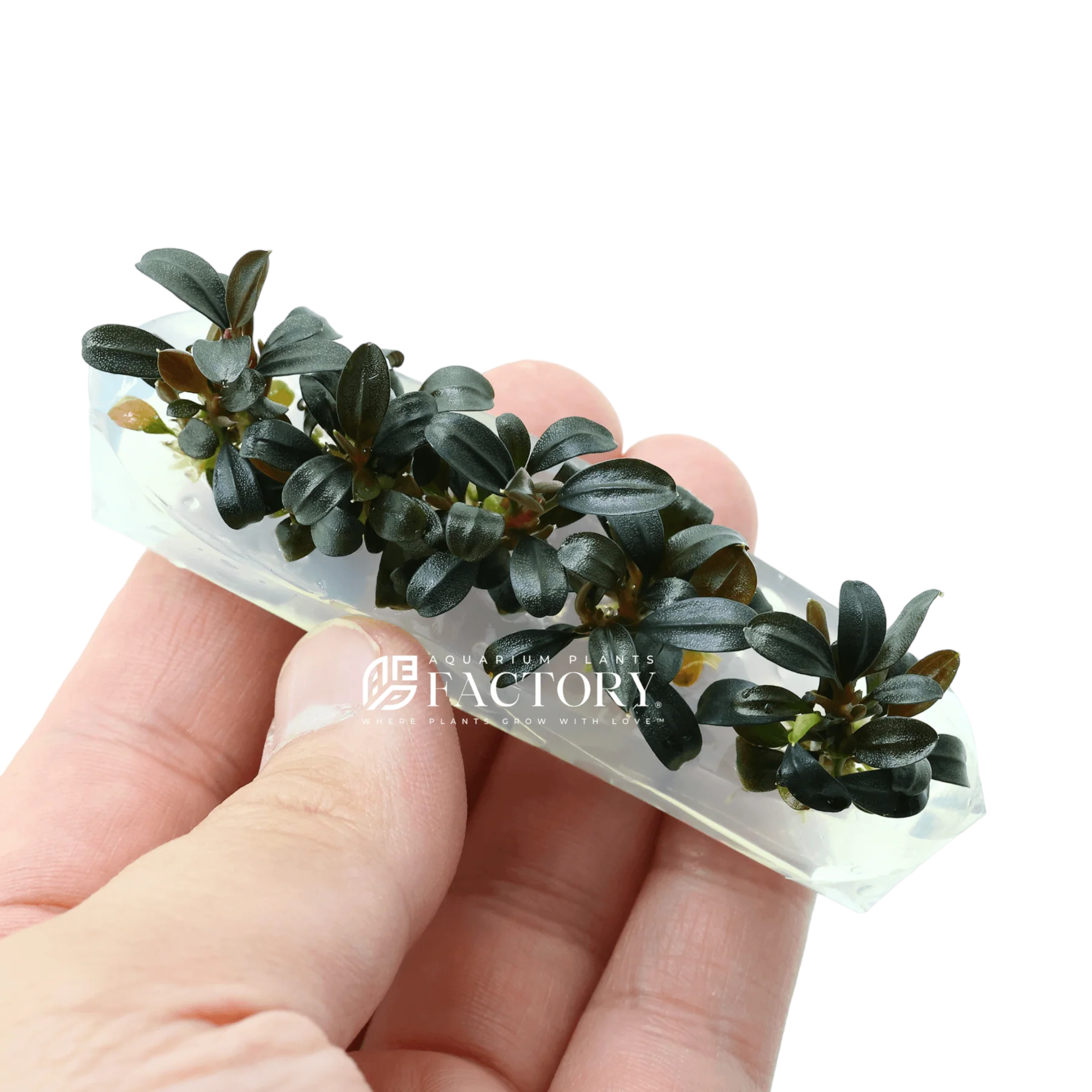 Bucephalandra Brownie Ghost 2011 Tissue Culture APF Aquarium Plants Factory®