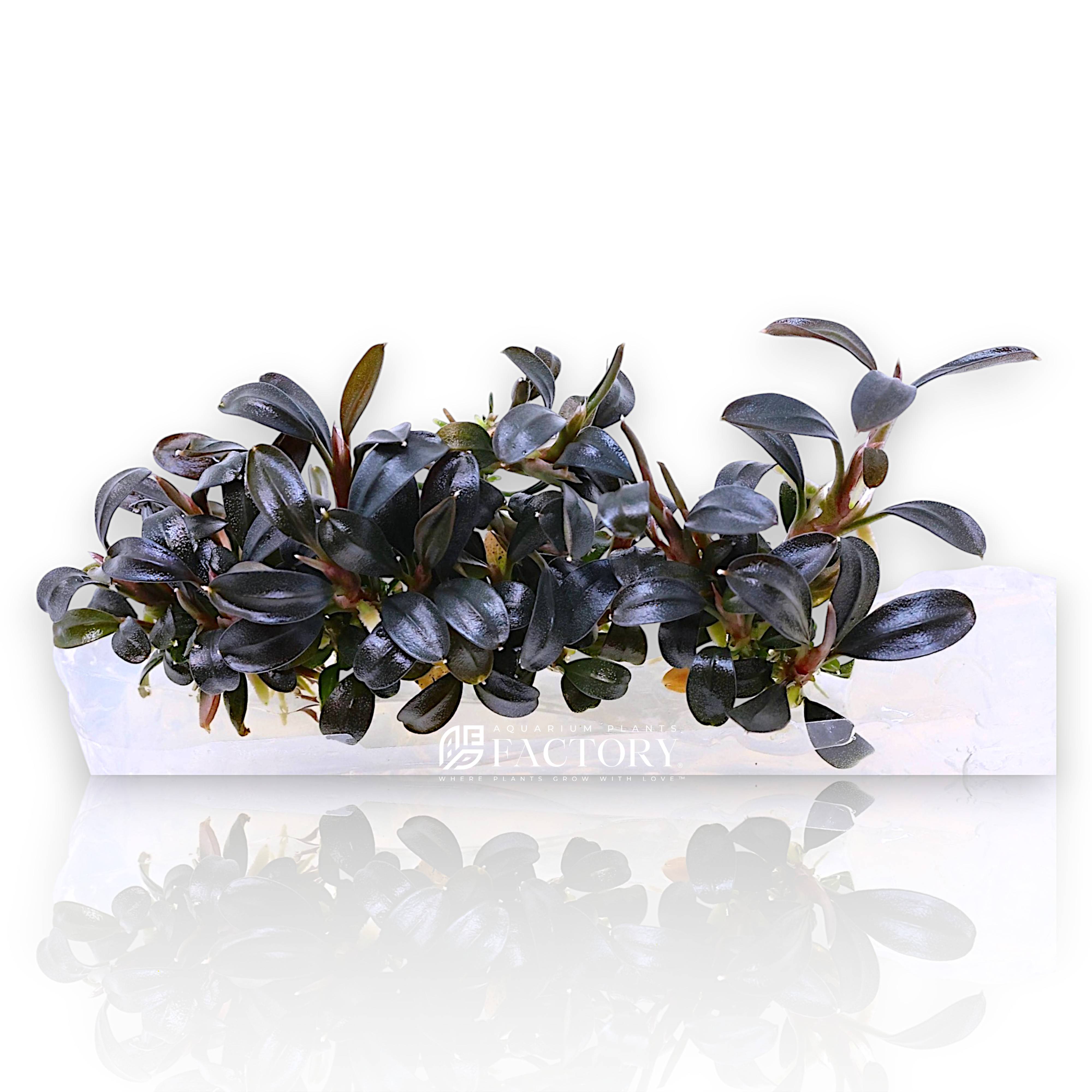 Bucephalandra Brownie Ghost 2011 with deep purple and lilac leaves in tissue culture