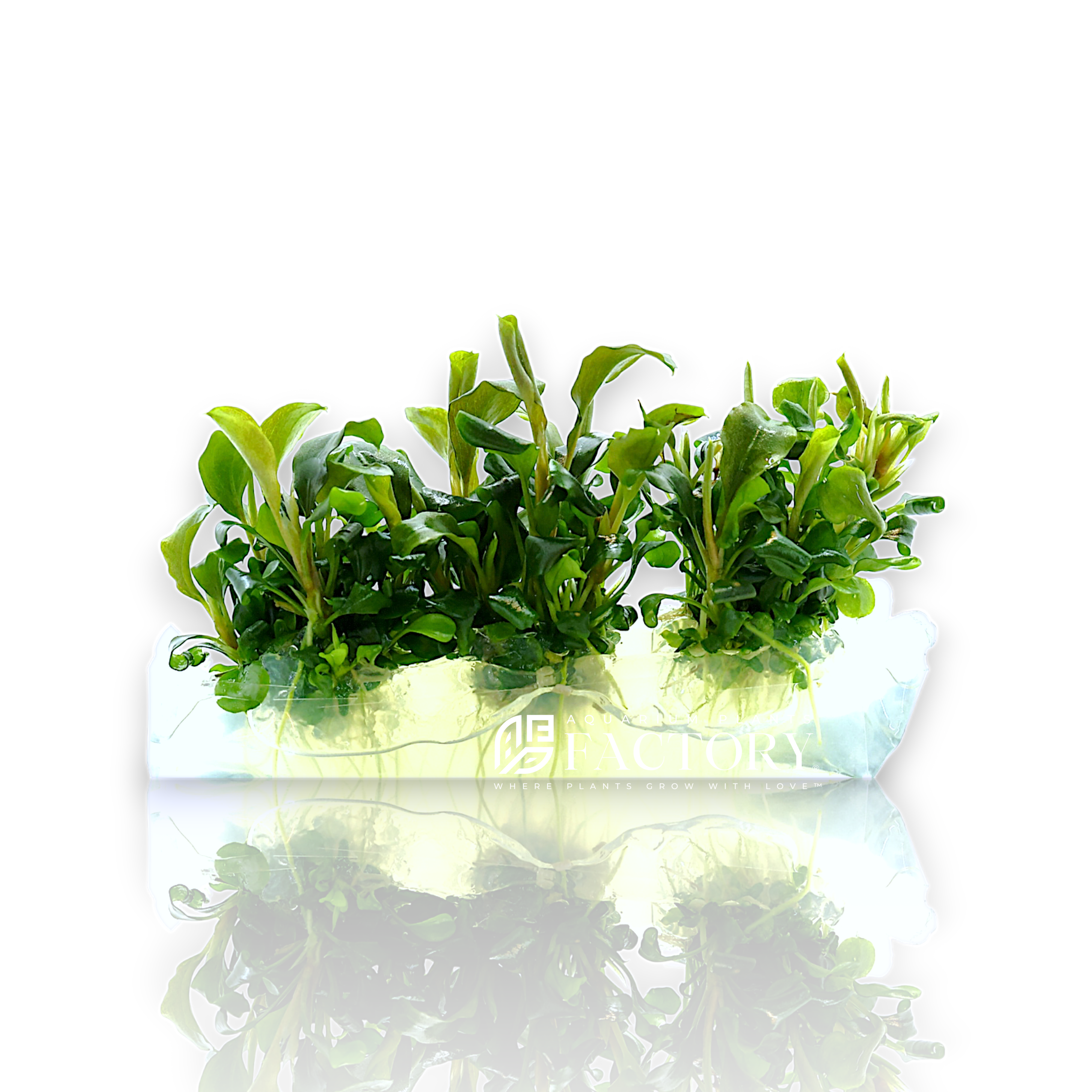 Bucephalandra Green Wavy plantlets in Vitro Culture bag