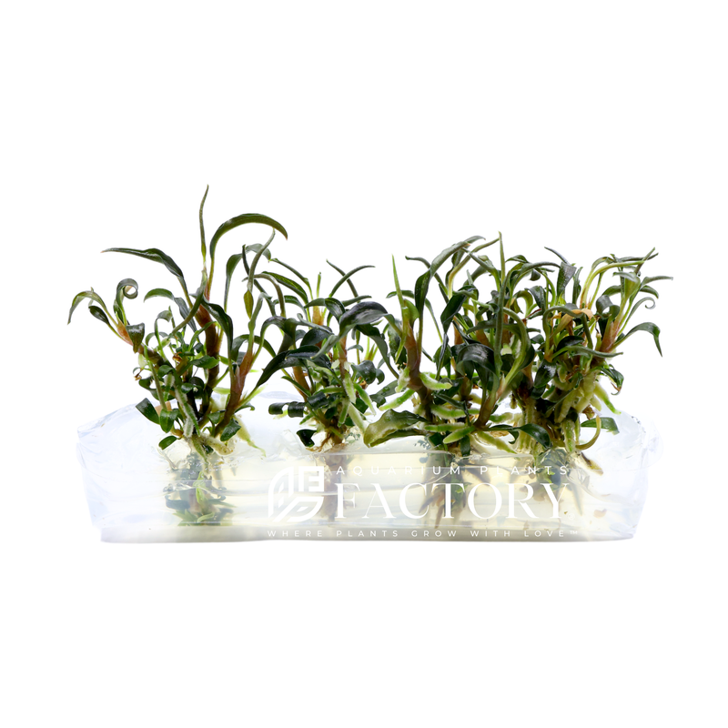Introducing the magnificent Bucephalandra Kedagang Blue, a stunning aquatic plant that also goes by the name "Buce Godzilla Blue." This extraordinary plant is sure to make a powerful statement in your aquarium, commanding attention with its remarkable beauty and unique characteristics.