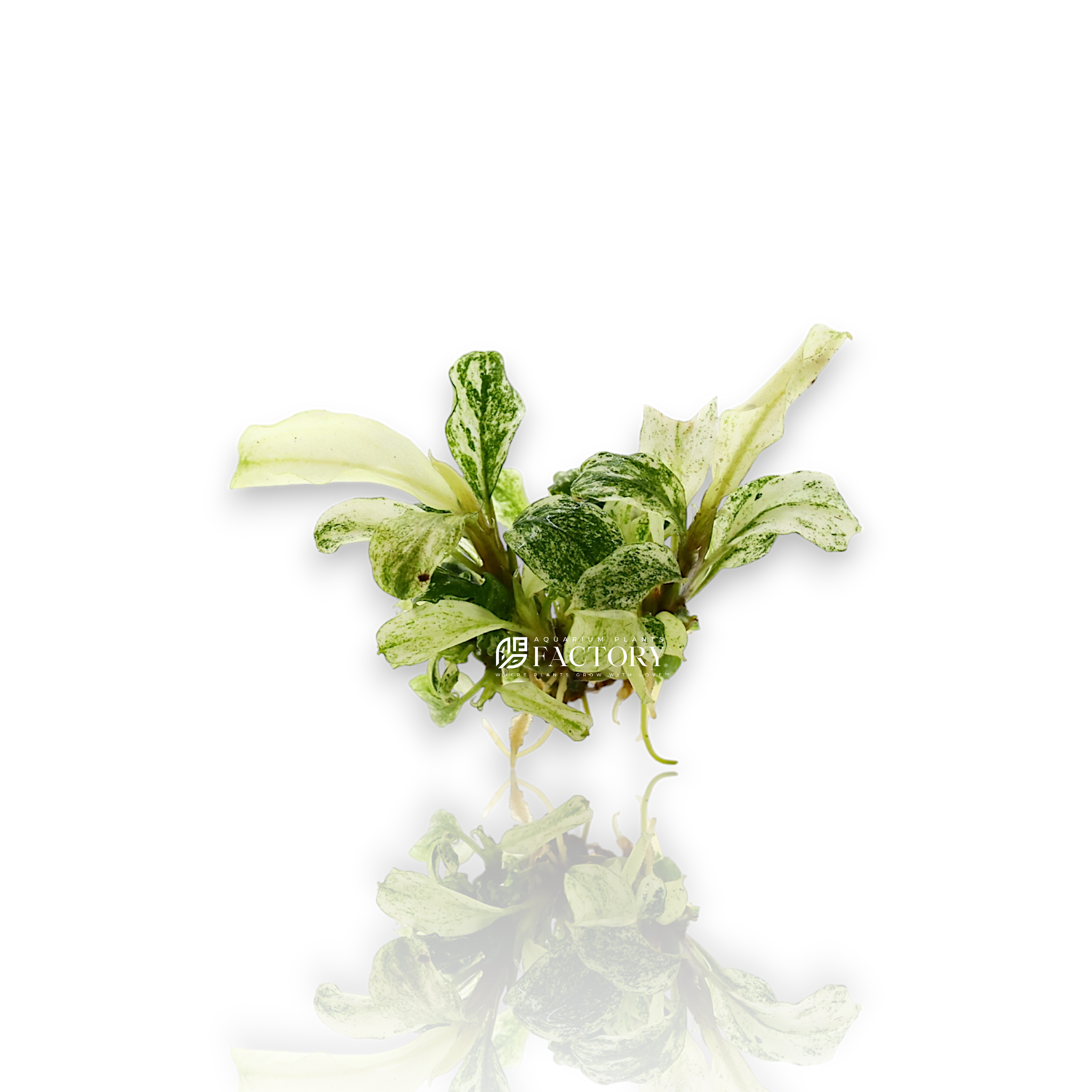 Bucephalandra sp. Pipto Variegata 新種 水上葉 Bucephalandra Bucephalandra sp. Pipto Variegata 新種 水上葉 Bucephalandra