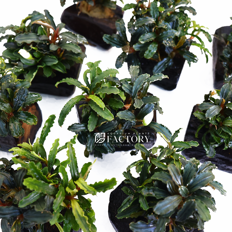 Elevate the aesthetics of your aquarium and create a captivating underwater world with Bucephalandra on Small Driftwood [Grower&