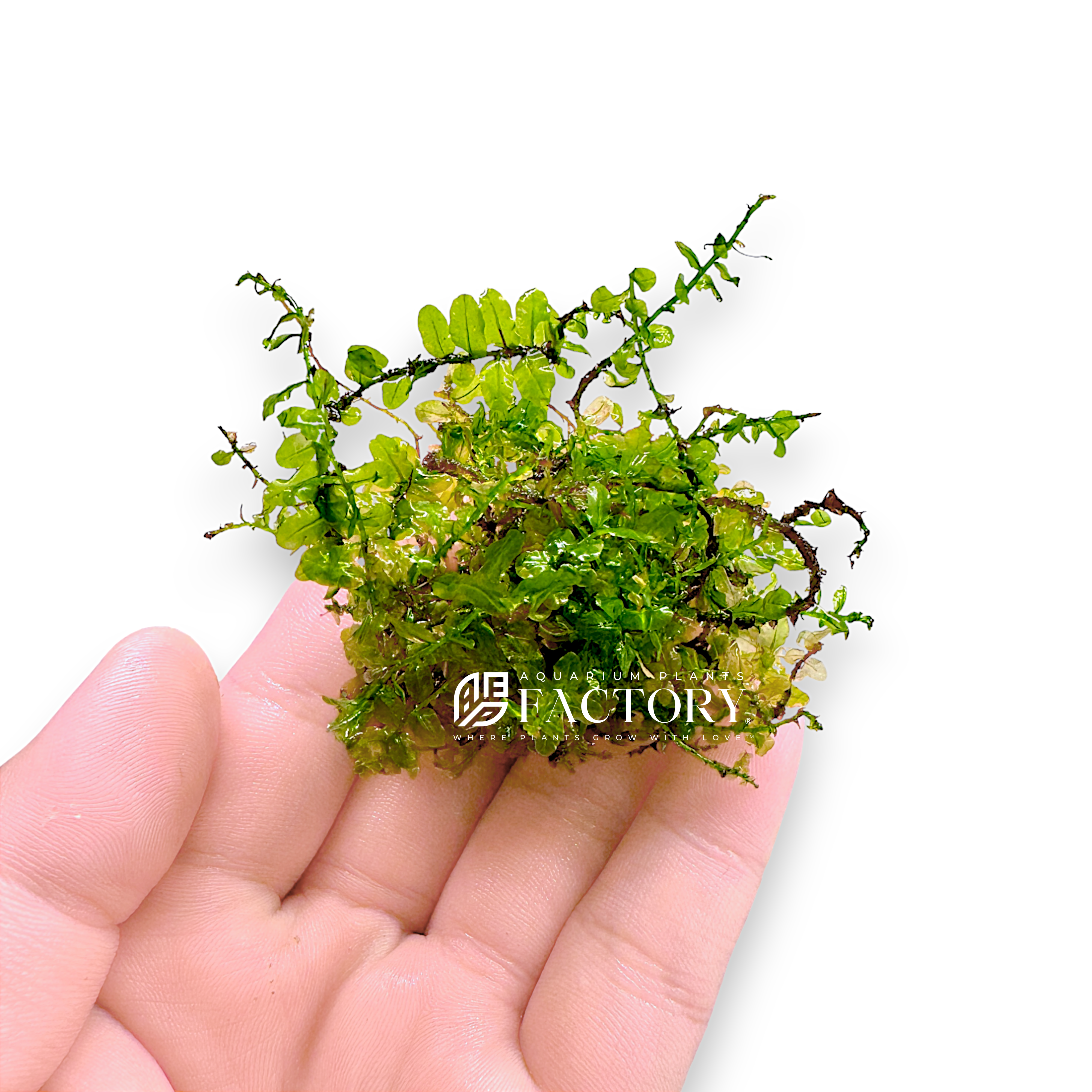 Plagiomnium sp. Butterfly, commonly known as Butterfly Moss, is a rare and exquisite aquarium moss that adds a touch of elegance and natural beauty to any aquatic setup. This unique moss is highly sought after by aquarists for its distinctive leaf shape and vibrant green color.