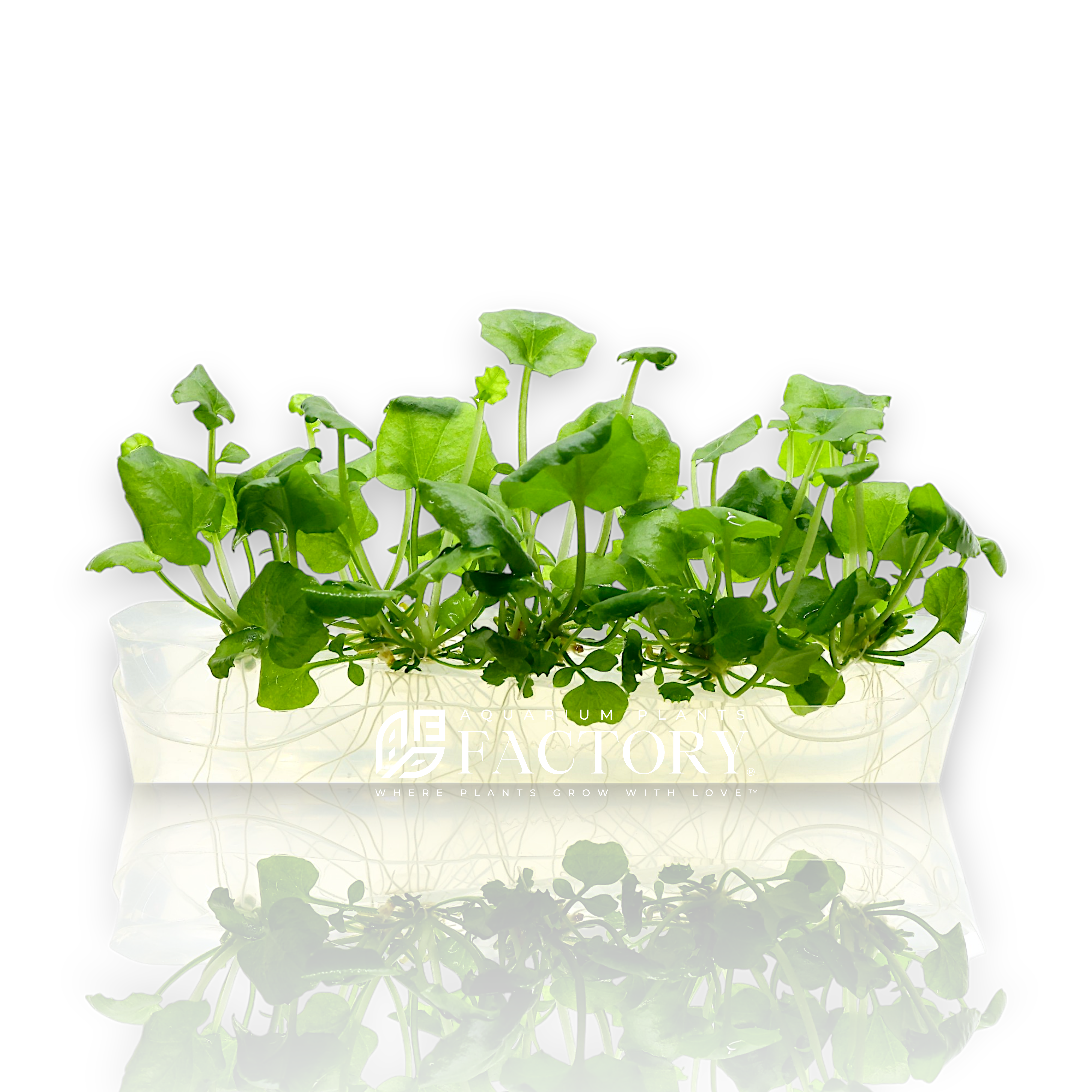 Propagation of Cardamine Lyrata is simple and straightforward. Trim healthy stems and replant them in the substrate to encourage new growth. Regular trimming helps maintain its shape and prevents it from becoming too unruly.
Add Cardamine Lyrata to your aquarium today and enjoy the dynamic beauty and beneficial properties it brings to your aquatic environment. This versatile plant not only enhances the visual appeal of your tank but also contributes to a healthy, balanced ecosystem.