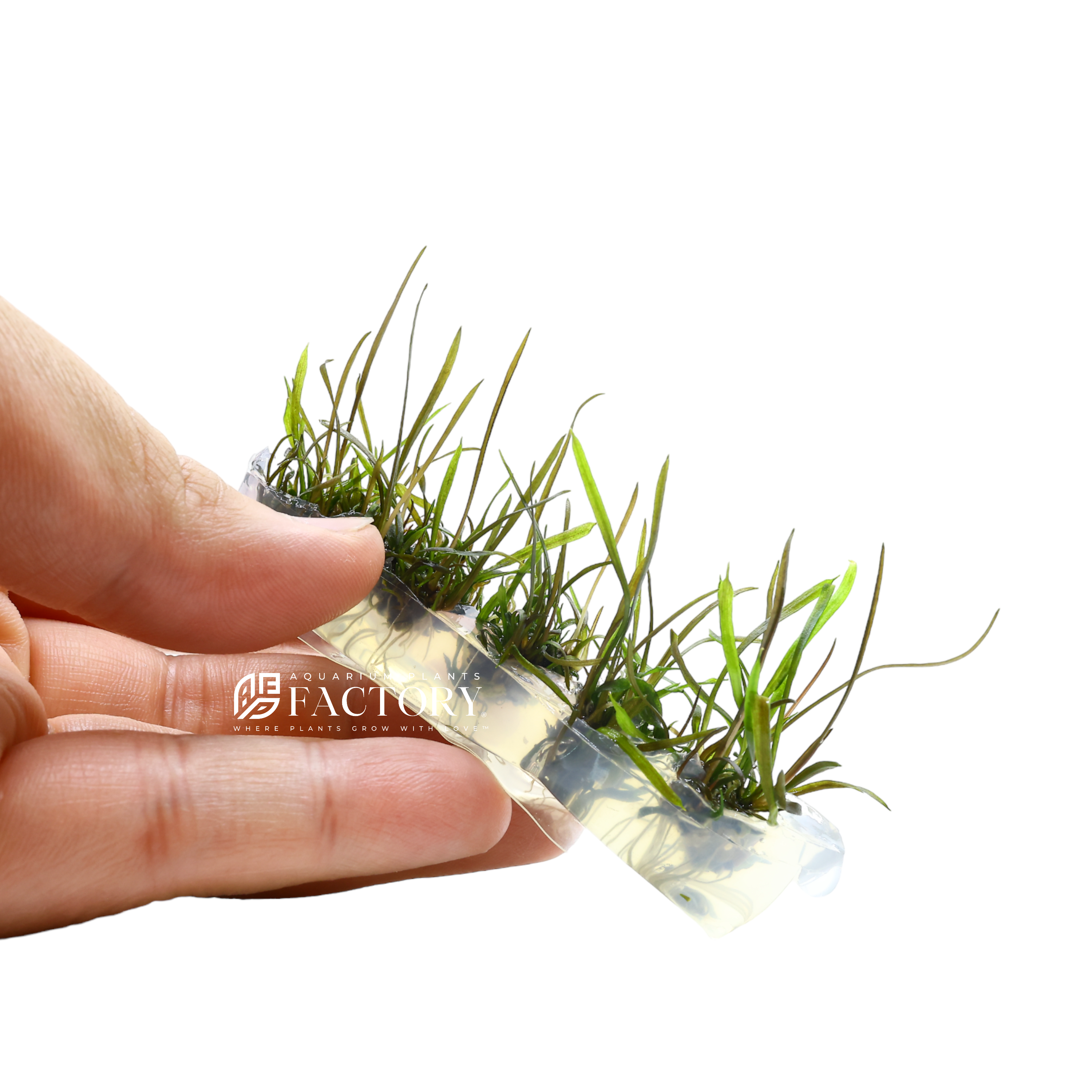 Cryptocoryne crispatula 'Tonkinensis', also known as Cryptocoryne tonkinensis, is a beautiful aquatic plant that is highly sought after by aquarium enthusiasts. It is native to Southeast Asia and is commonly found in slow-moving streams and marshes.